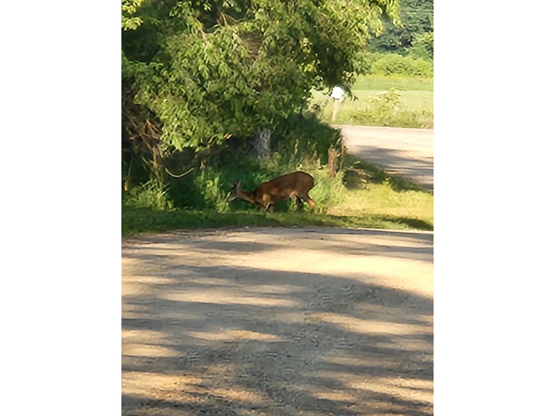 0000 Chadwick Hollow Forest WI 54664 1840925 image1