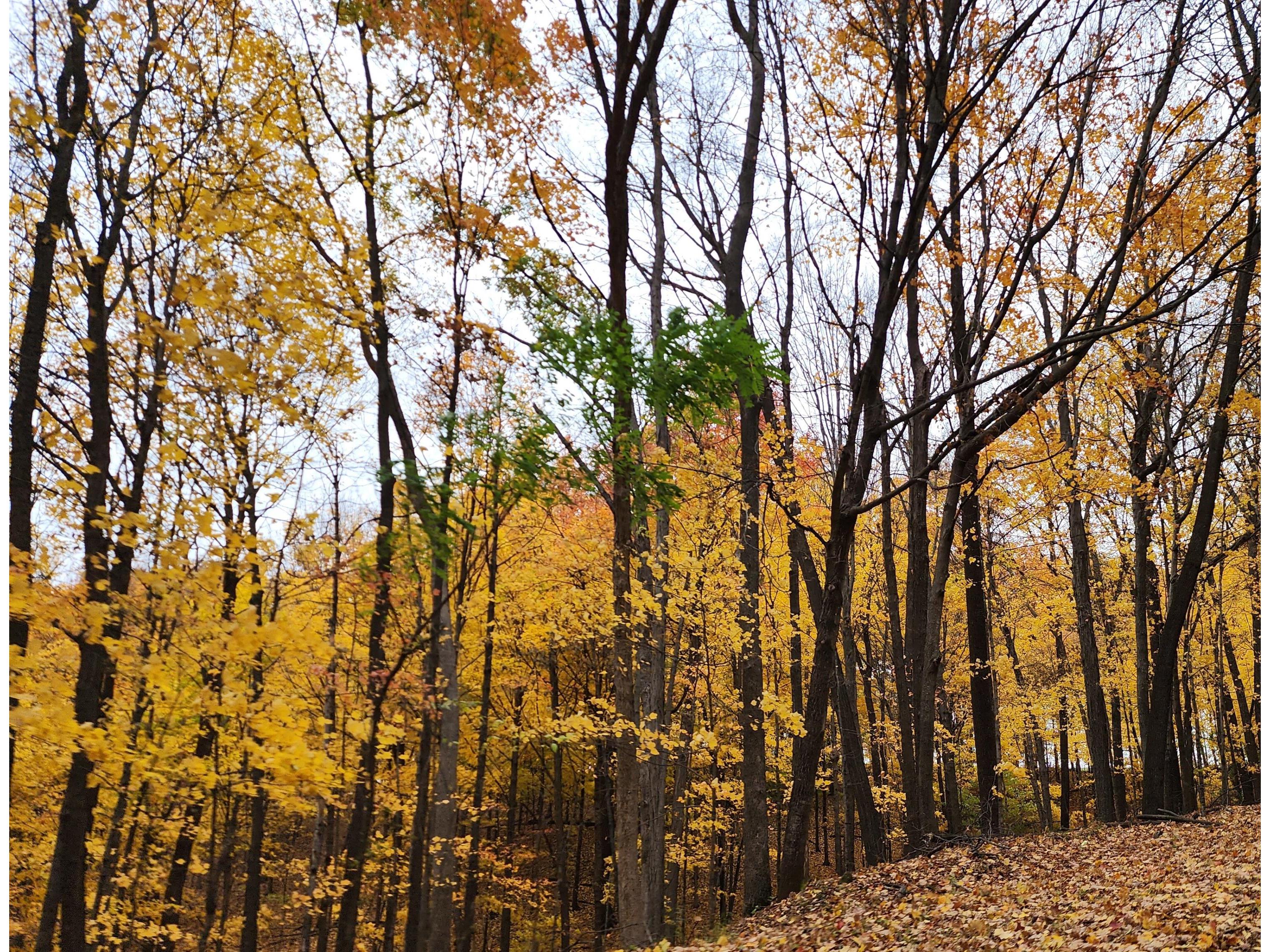 16176 Orchard View Clayton WI 54655 1900239 image1