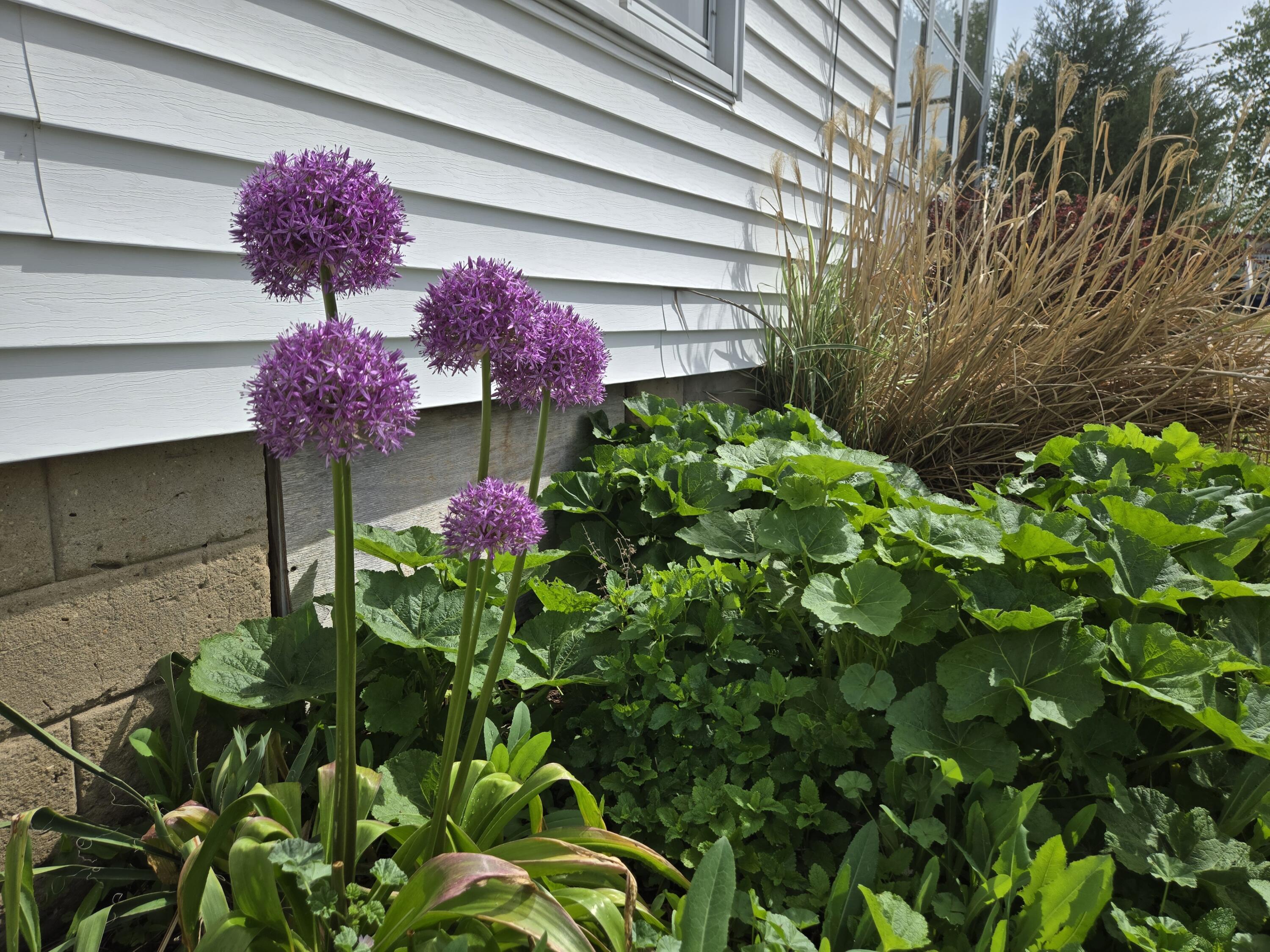 215 N Cushman Viola WI 54664 1963901 image4