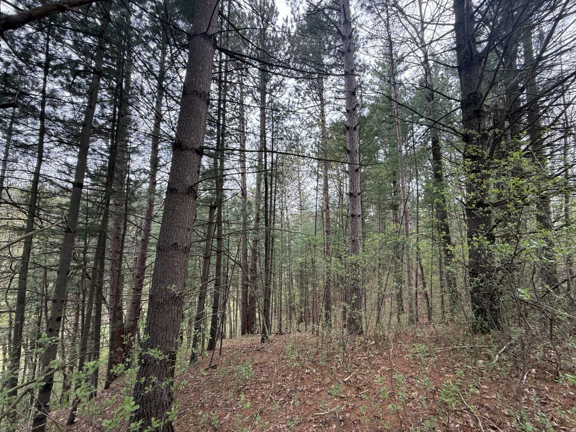 22450 Kodiak Clifton WI 54638 1951976 image72