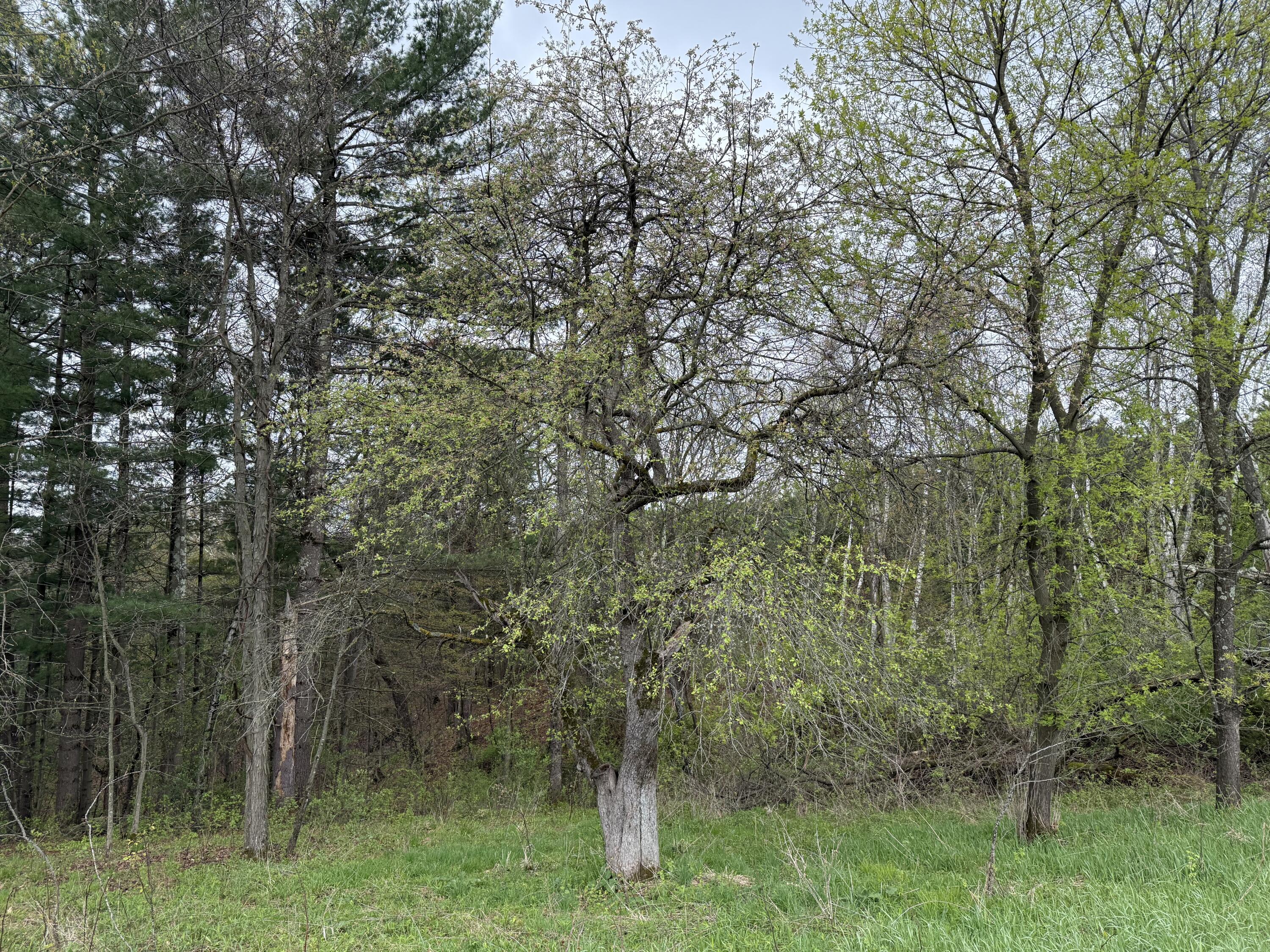 22450 Kodiak Clifton WI 54638 1951976 image73