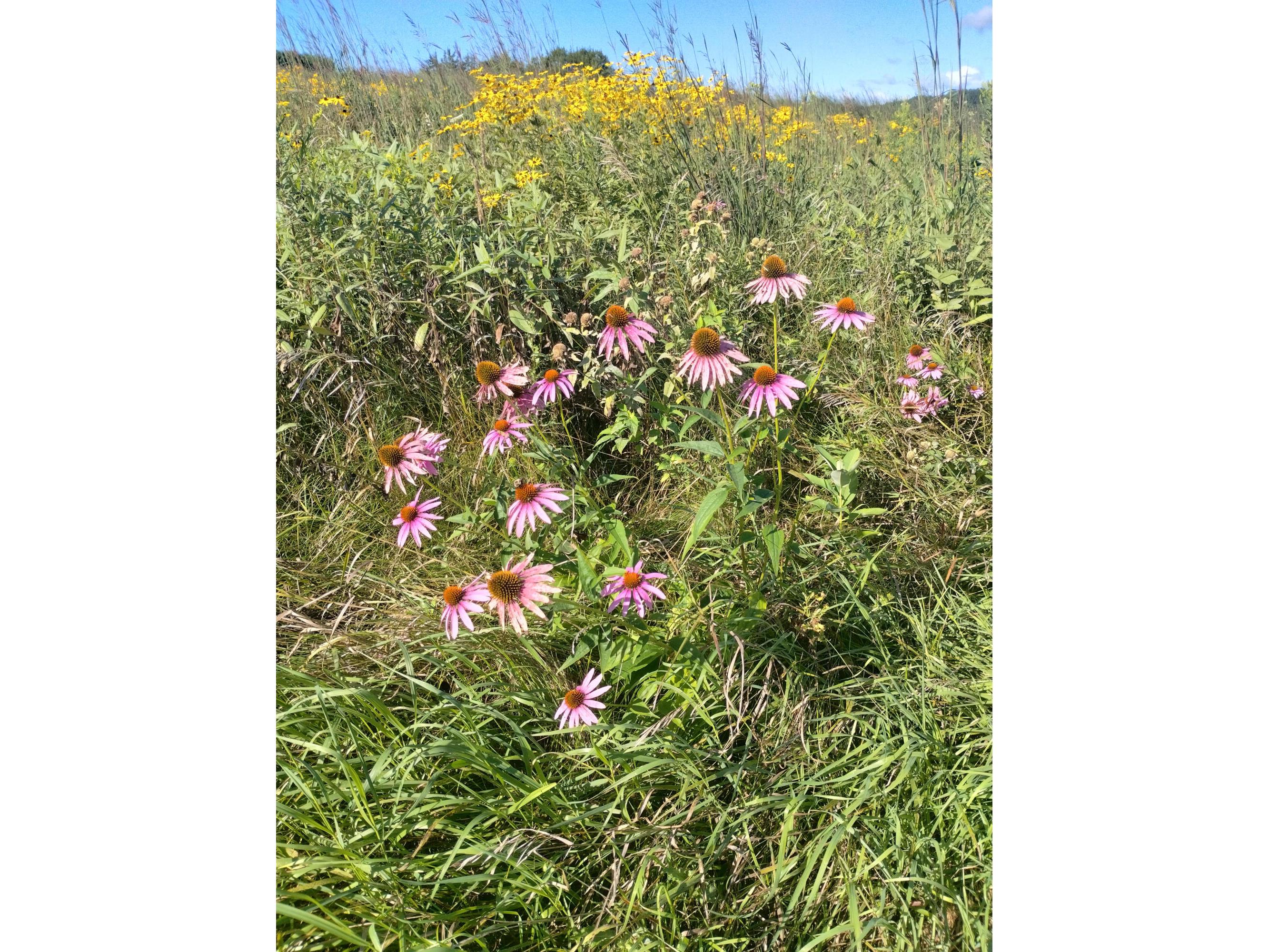 25024 Norhardt Wellington WI 54651 1942889 image132