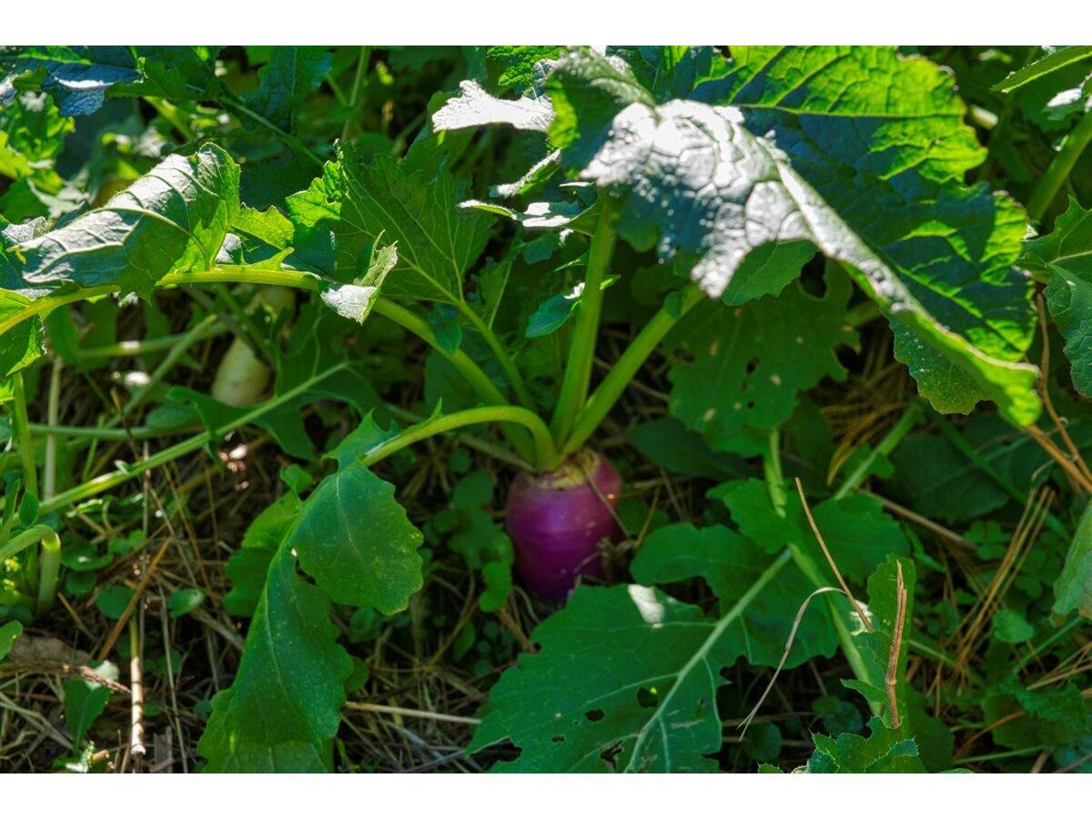 25024 Norhardt Wellington WI 54651 1942889 image77