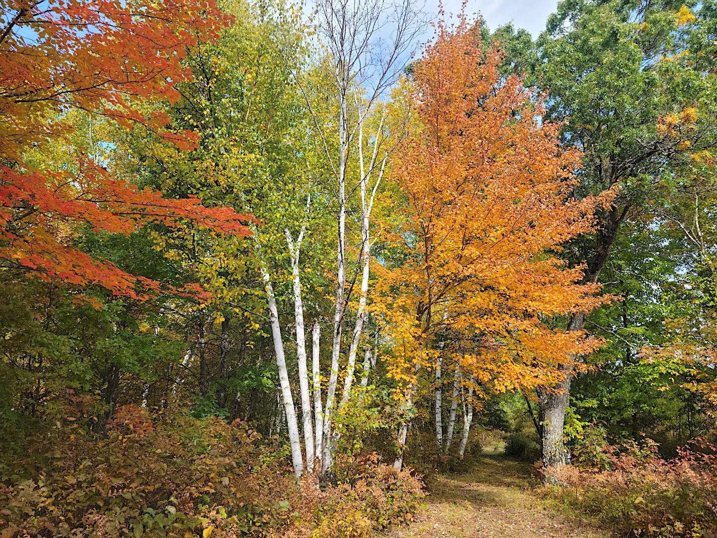 26427 Lhotka Lincoln WI 54893 1880878 image1