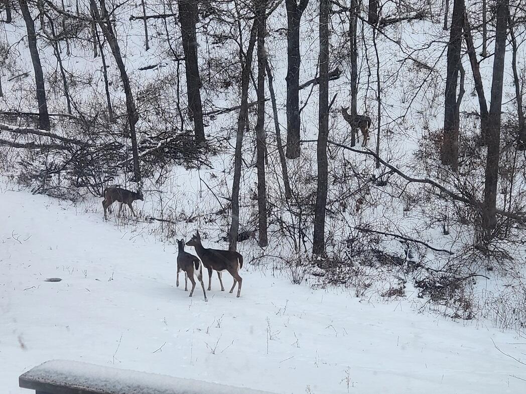 28890 County 25 Rushford MN 55962 1949930 image37