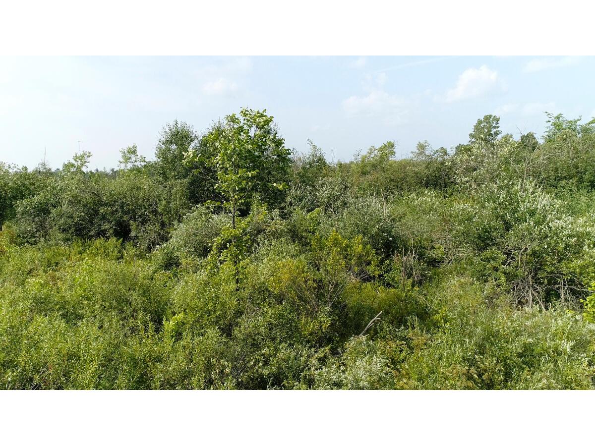 35515 310th Ruby WI 54766 1949941 image7