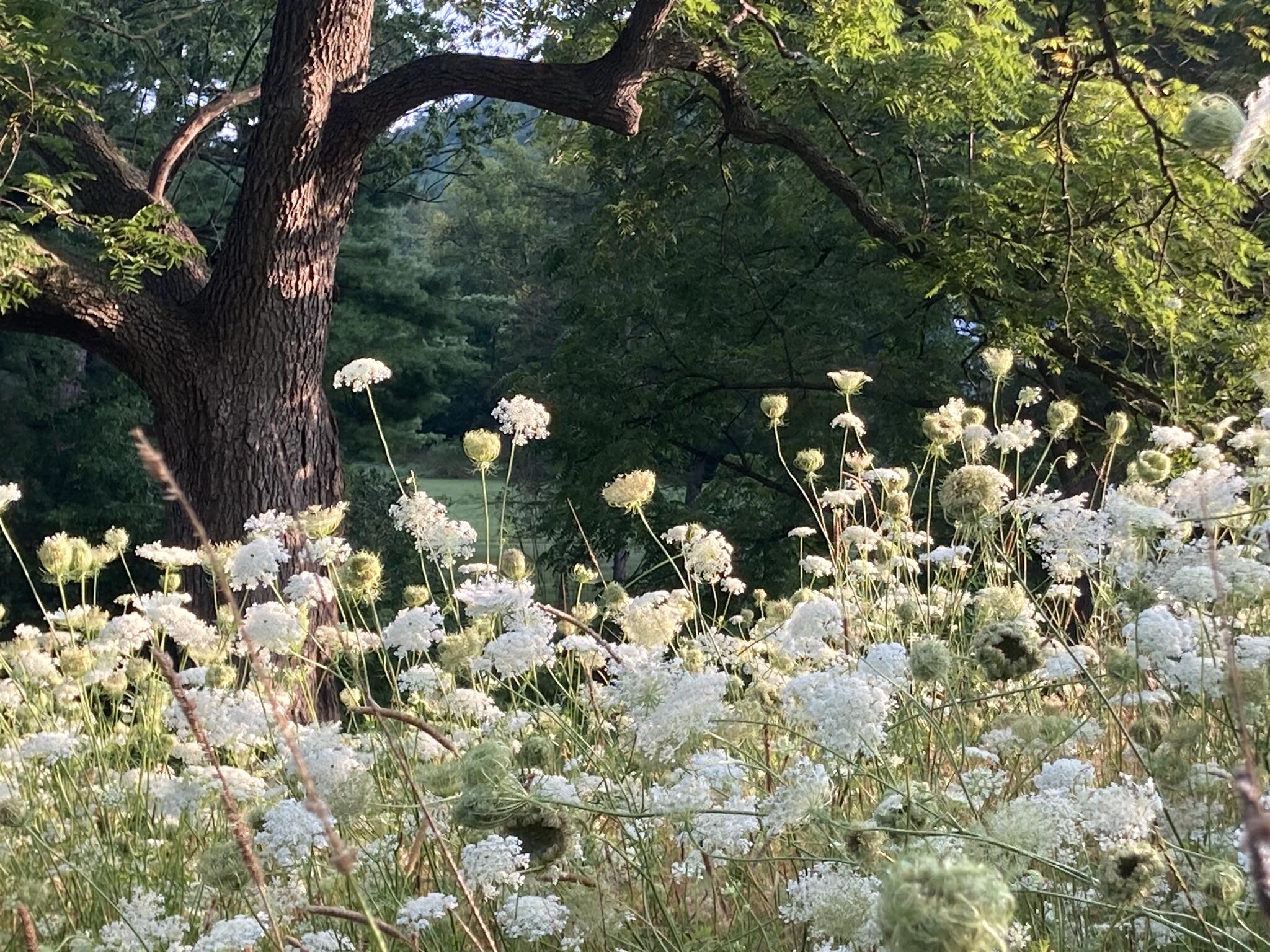 36415 Homer Valley Homer MN 55987 1930646 image62