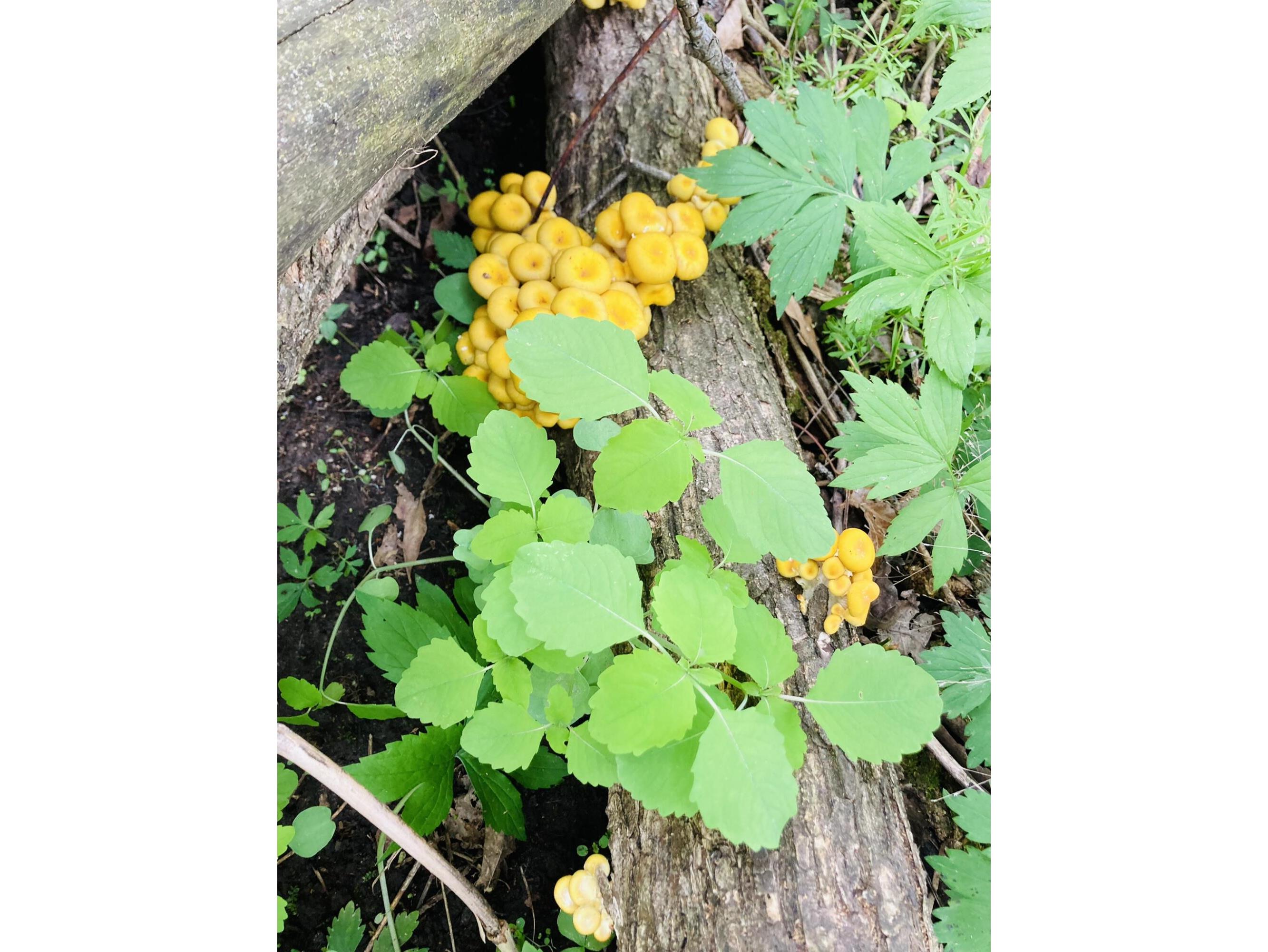 36415 Homer Valley Homer MN 55987 1930646 image78