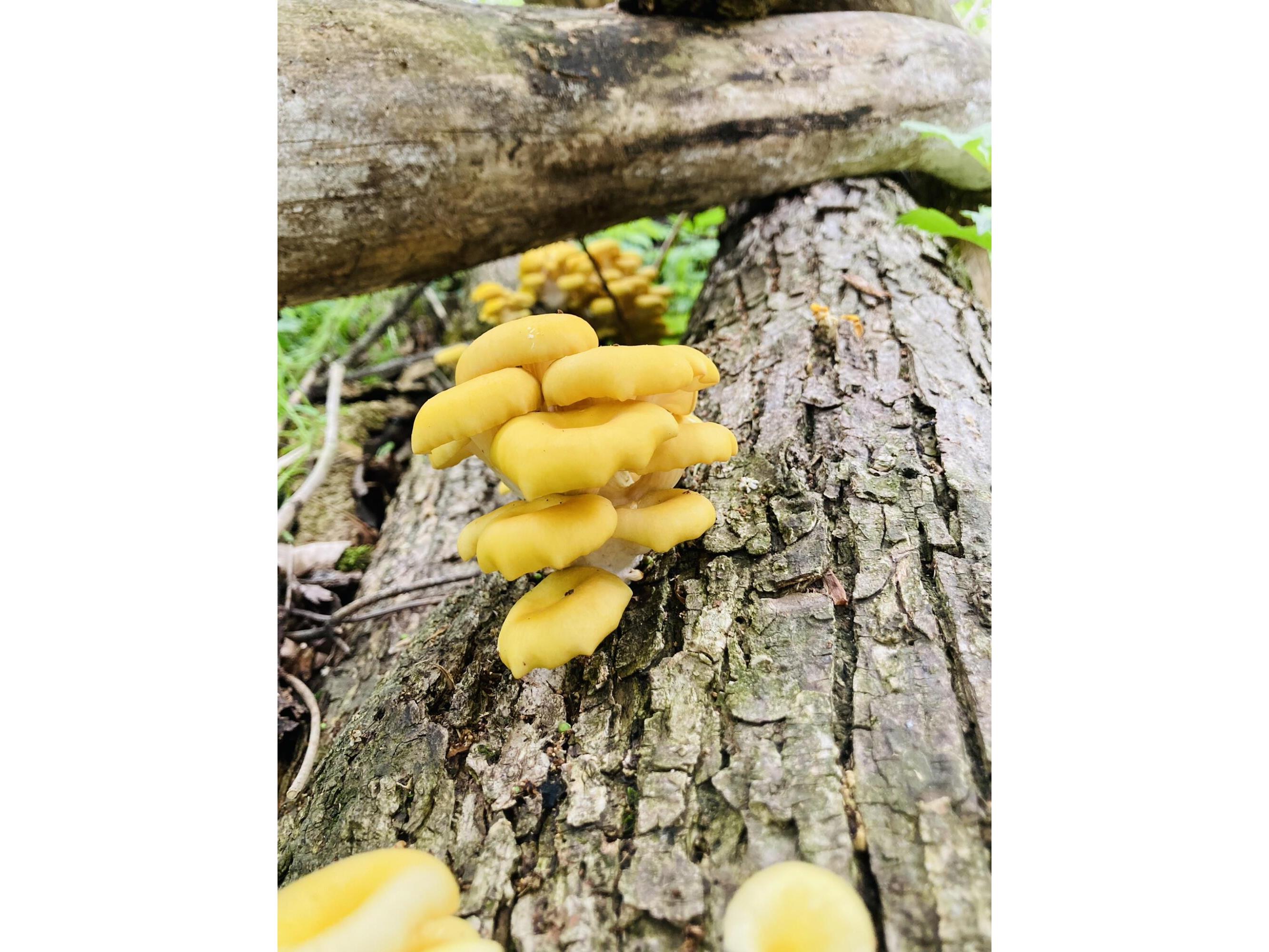 36415 Homer Valley Homer MN 55987 1930646 image79