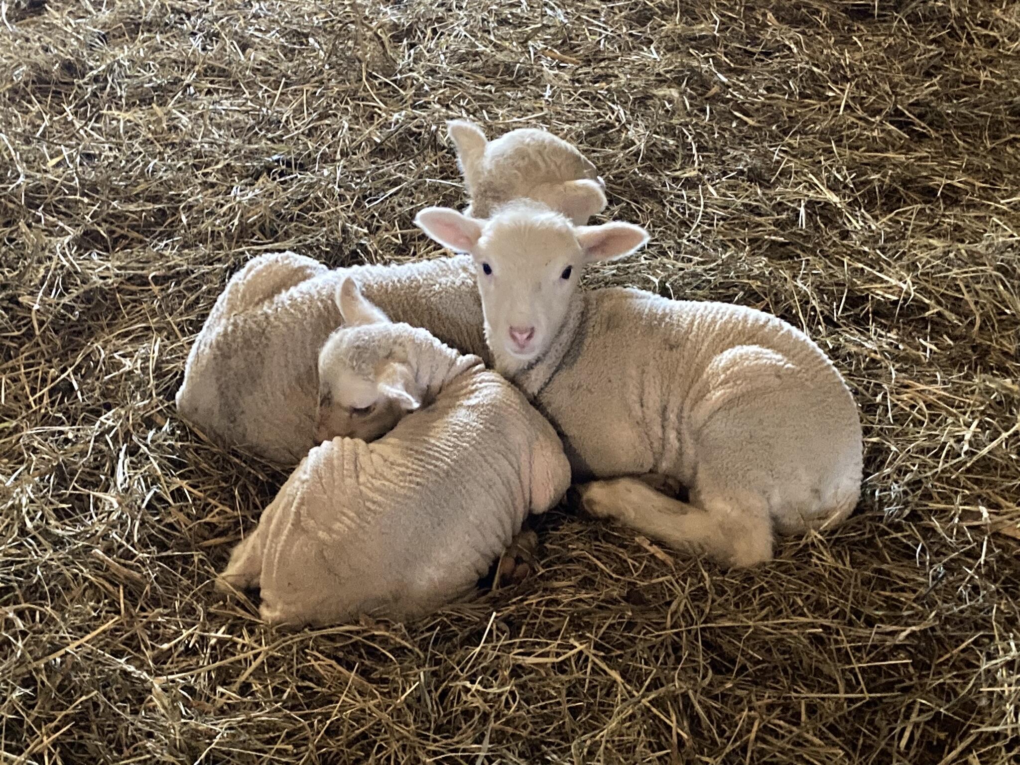 36415 Homer Valley Homer MN 55987 1930646 image80