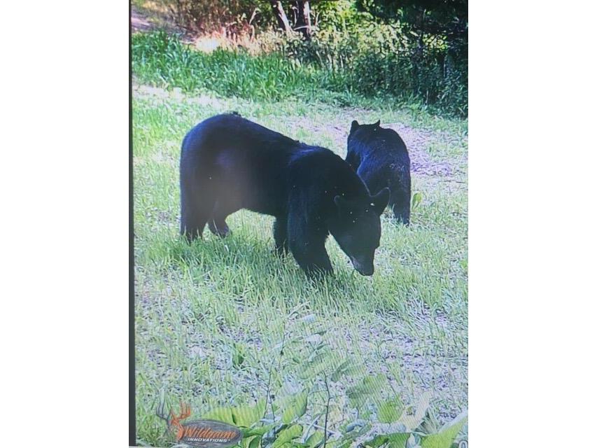 4293 Dallas Little Falls WI 54656 1959410 image45