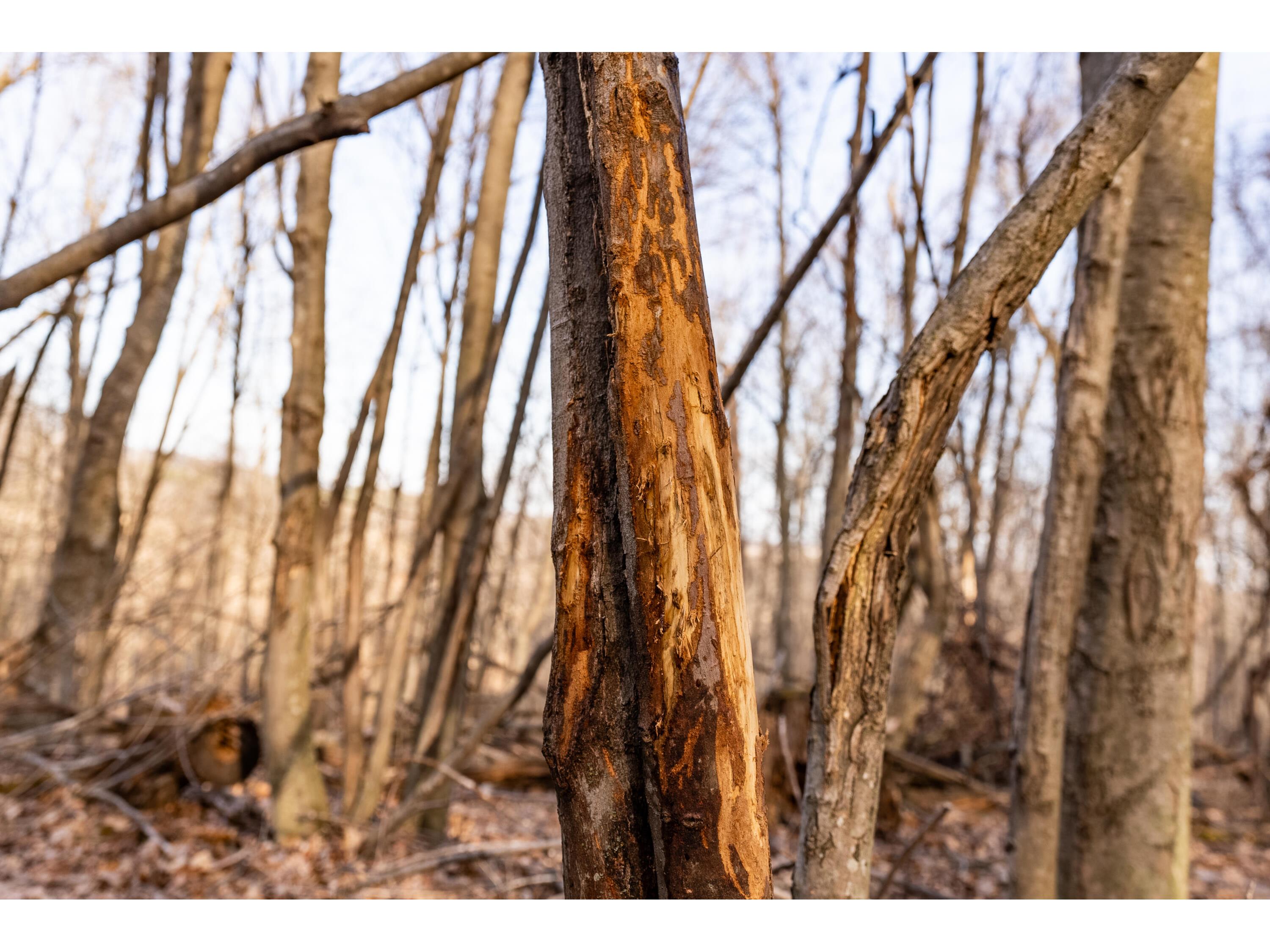 54008 Valentine Eastman WI 53826 1912101 image39