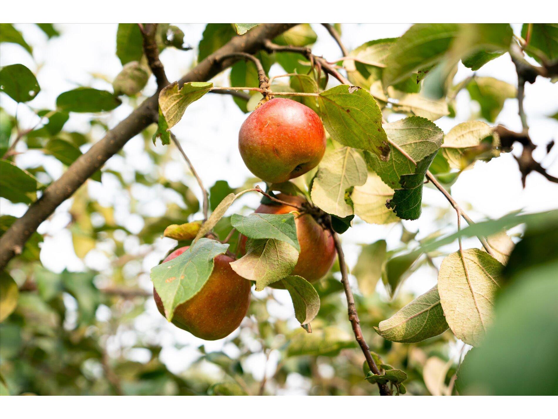 65416 DeSoto Bluffs Freeman WI 54624 1935876 image34