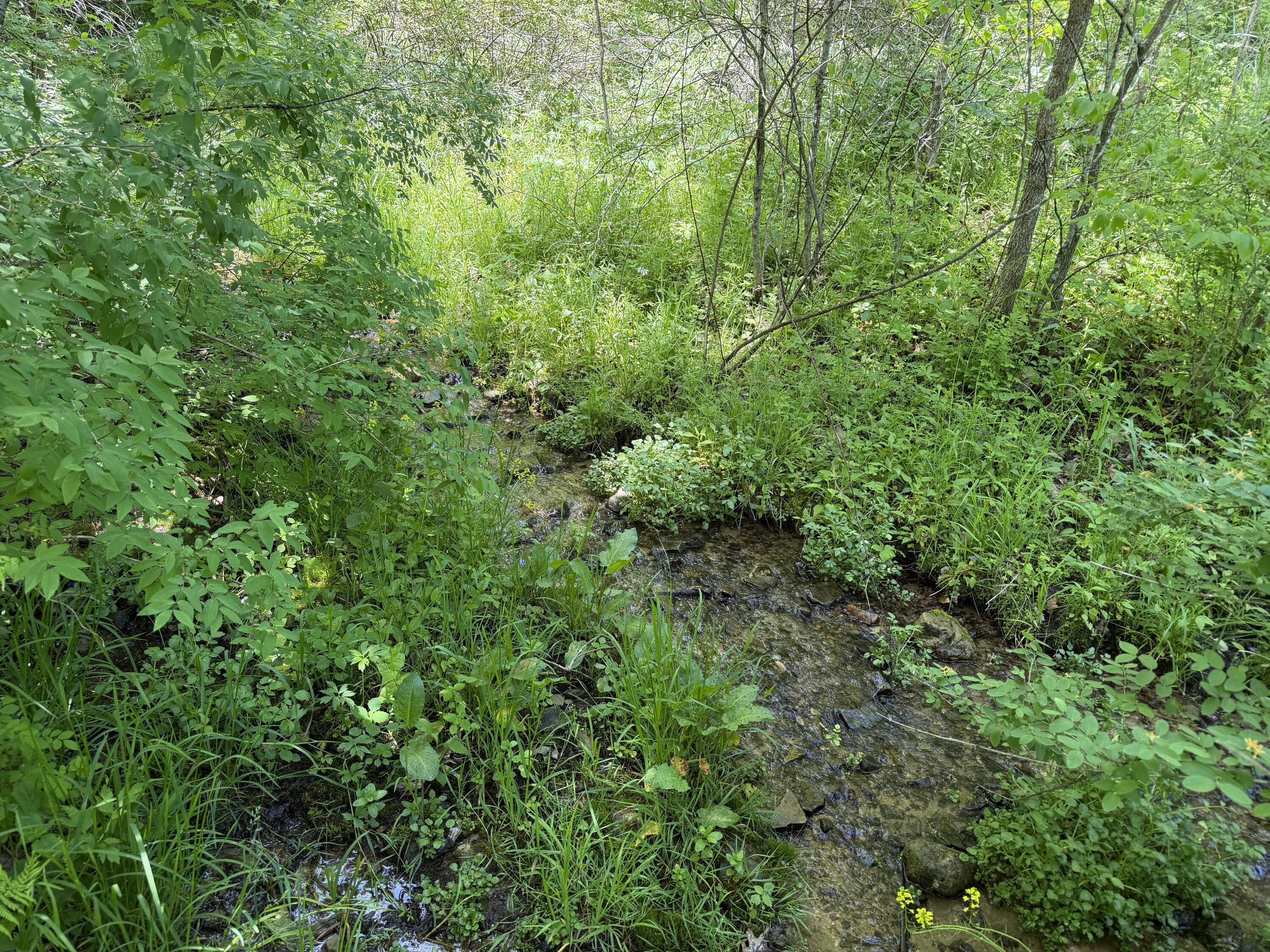 E11695 Chadwick Hollow Liberty WI 54664 - NATURAL SPRING 1958531 image41