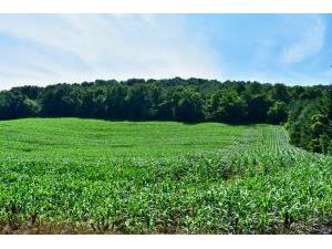 Lot 1 Grover Trempealeau WI 54630 1840270 image1