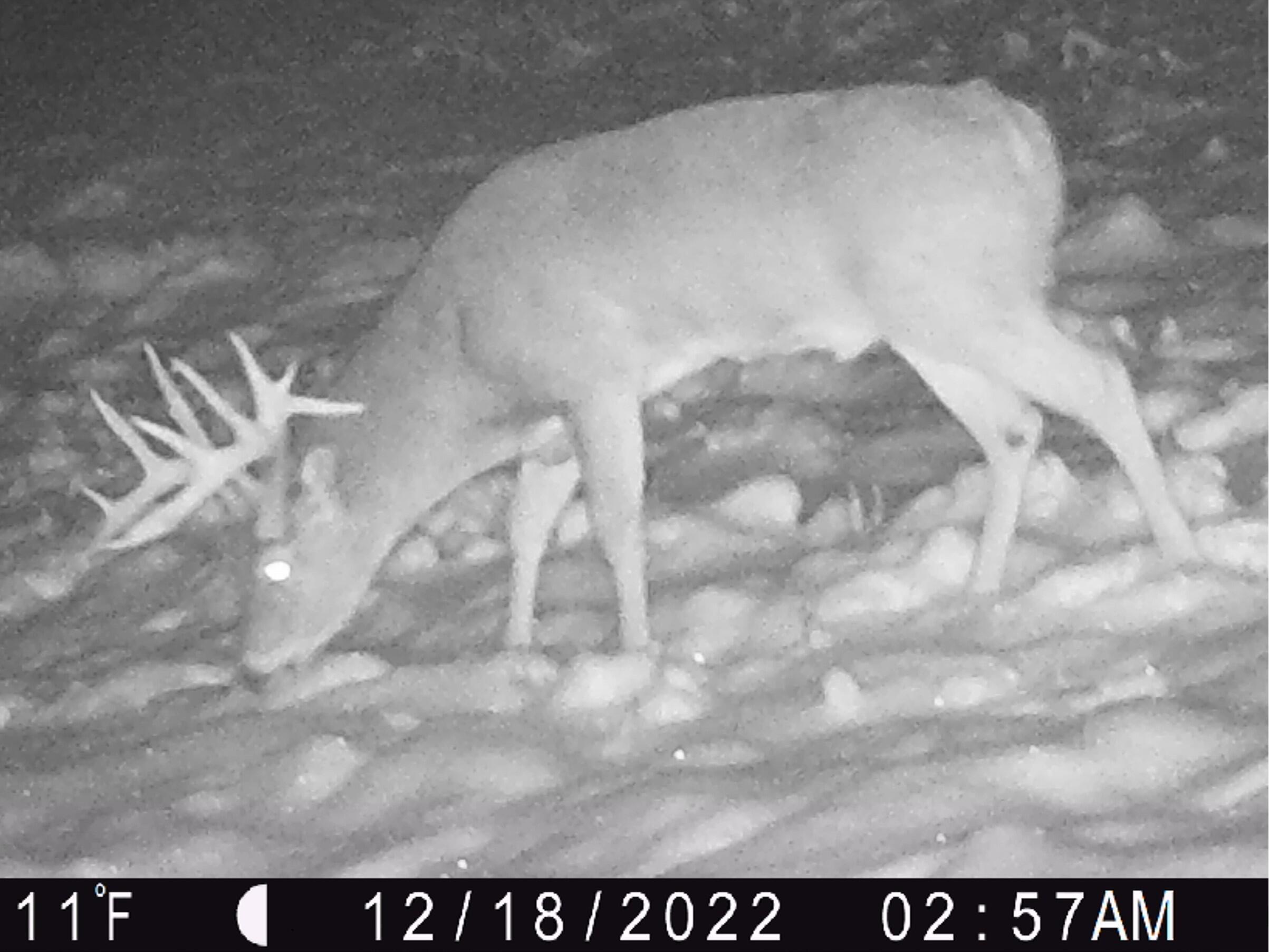 Lot 1 Holstein Freeman WI 54628 1819183 image1