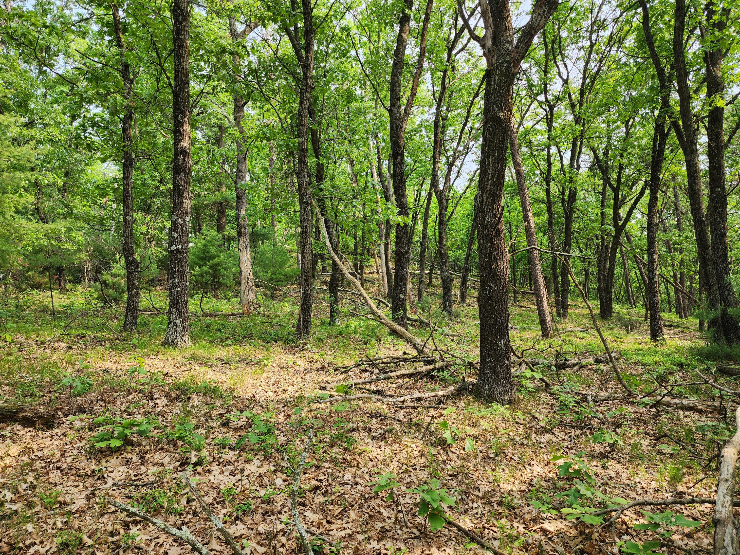 Lot 10 Jargon Wells WI 54656 1920372 image1