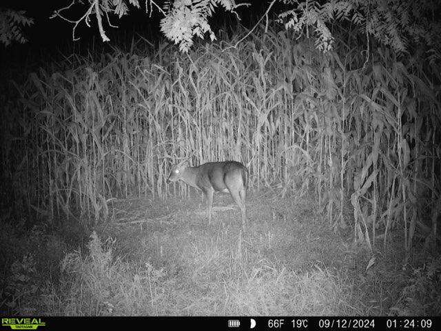 Lot 3 Lucky Seneca WI 54626 1944454 image15