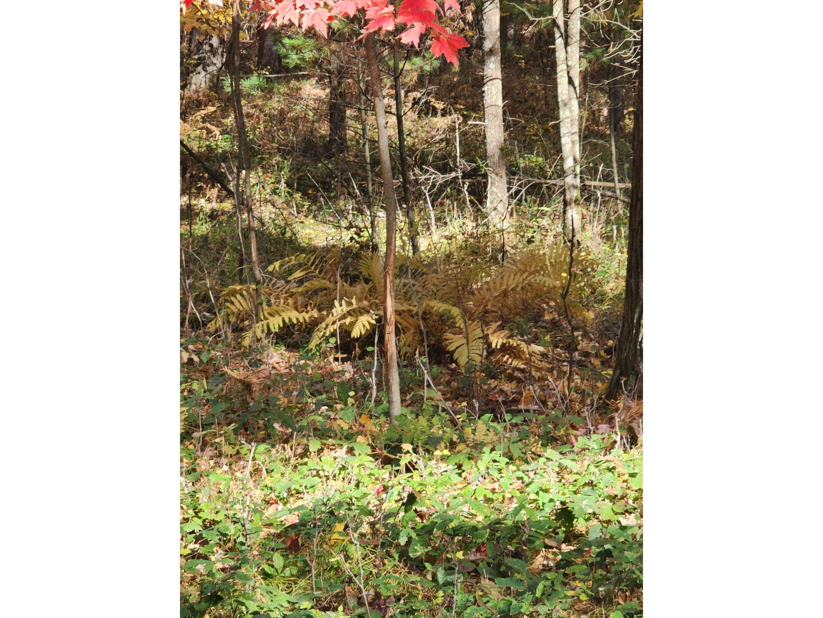 N1057 Borglin Levis WI 54456 1962200 image49