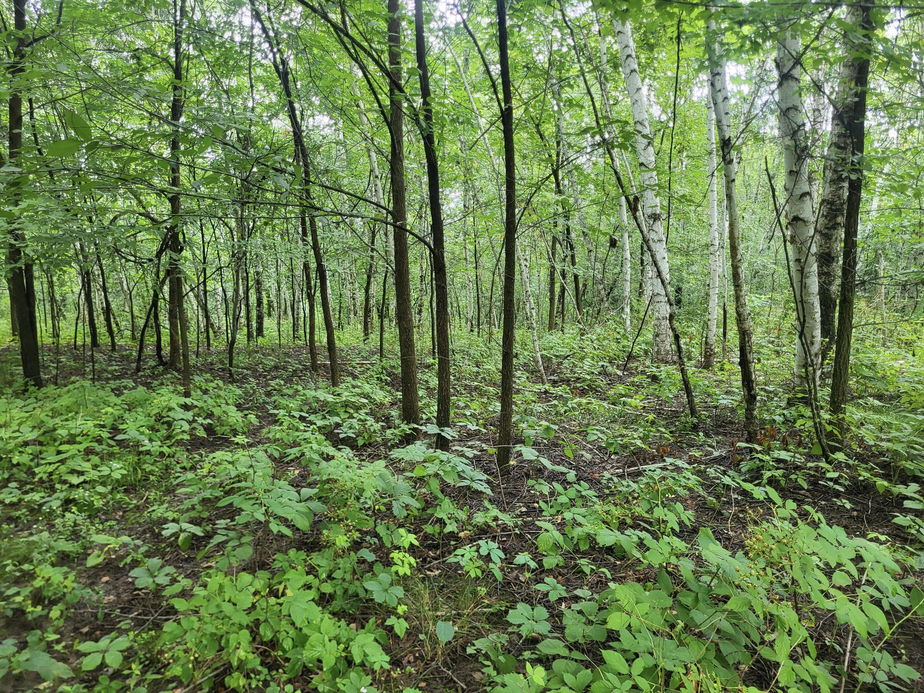 N2512 Back Valley Pepin WI 54759 1886679 image1