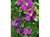 N6061 Summerglow Onalaska WI 54650 1941153 image36