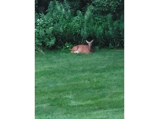 N6061 Summerglow Onalaska WI 54650 1941153 image8