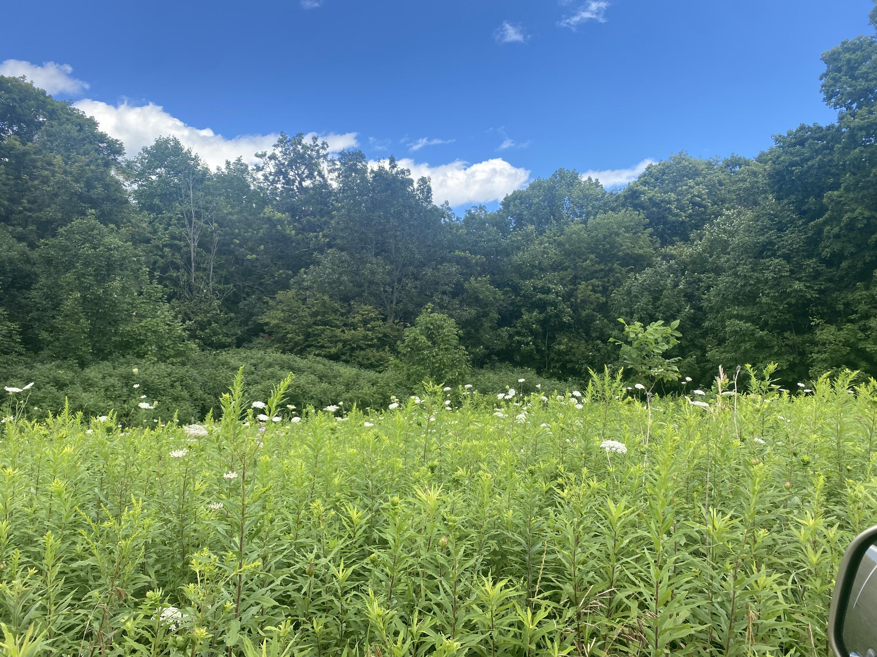 PCL 14 Recreational Land, Greenwood, WI, 54634 MLS 1804470 Edina