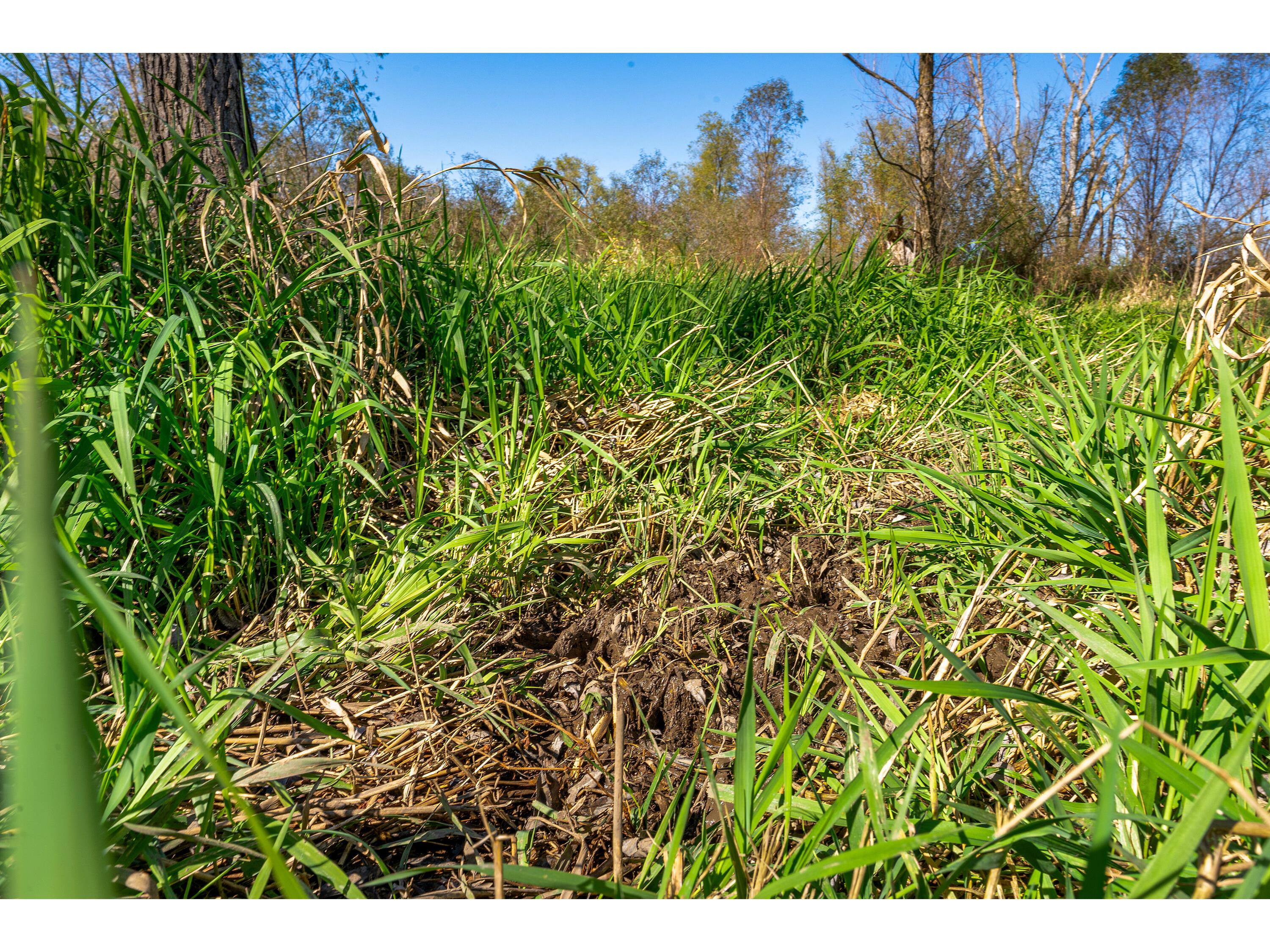 S2986 Barth Cross WI 54629 1939308 image4