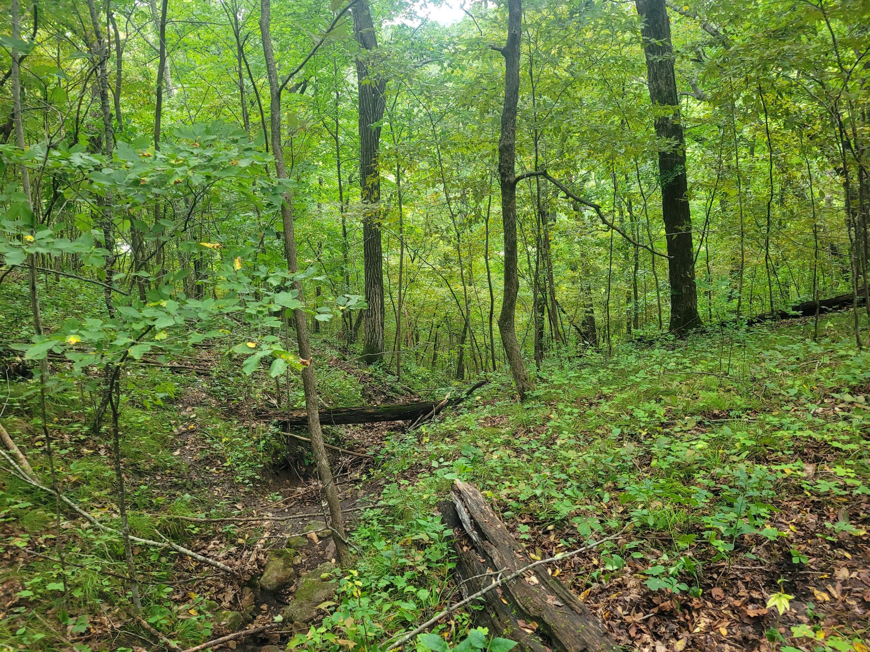S4108 Haugrud Hollow Webster WI 54639 1953048 image28