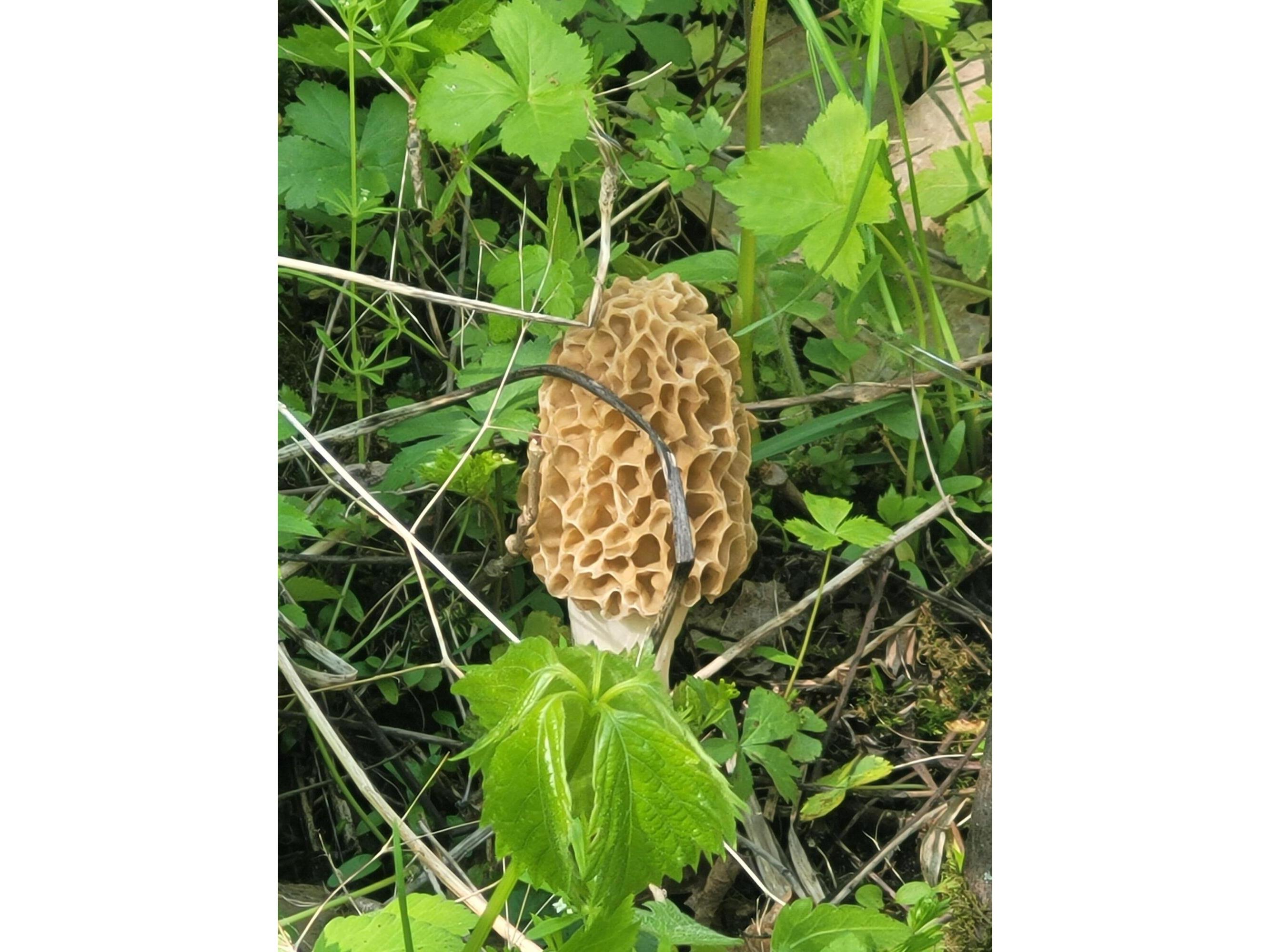 S4108 Haugrud Hollow Webster WI 54639 1953048 image39