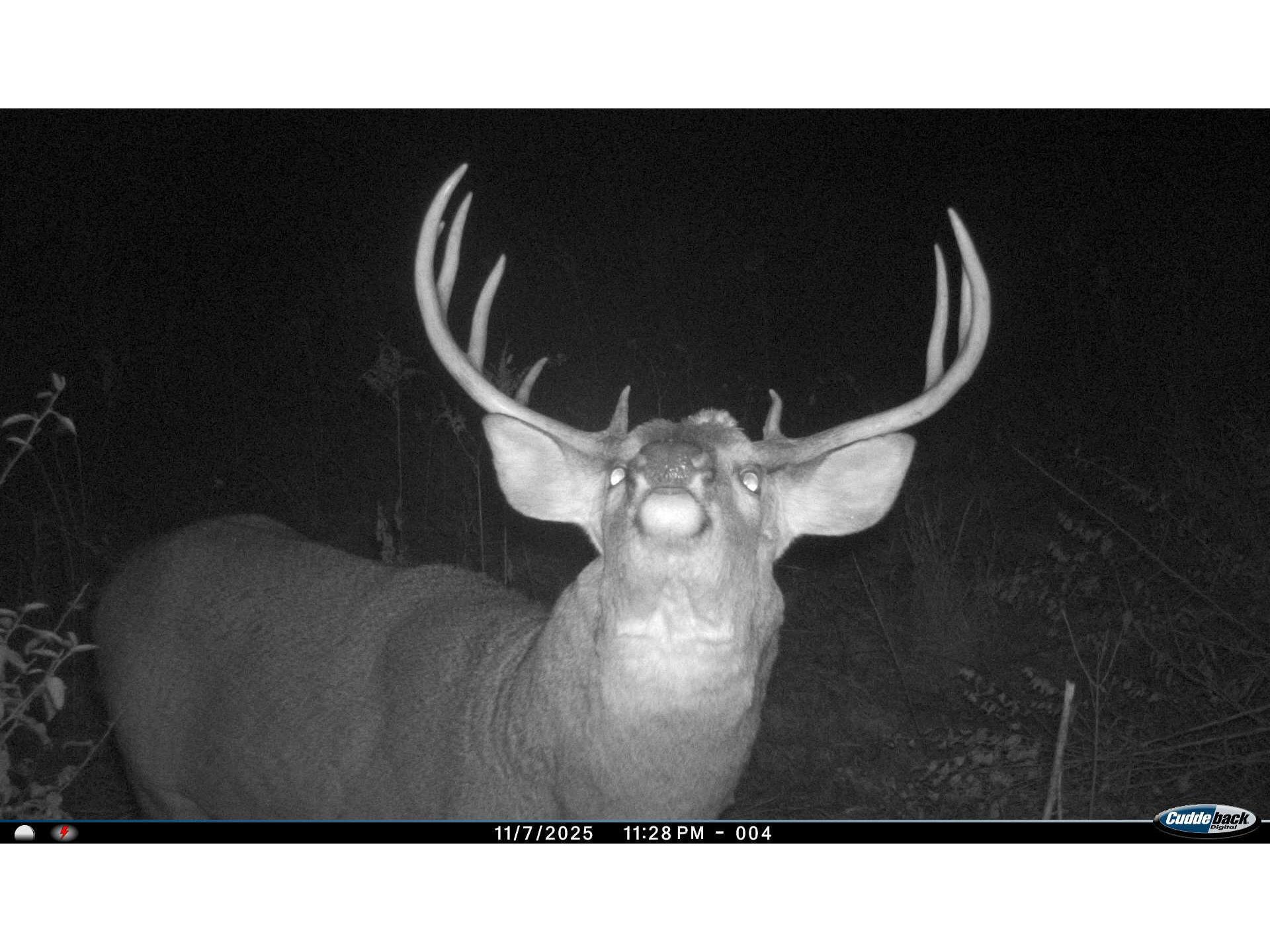 W16091 Dewey Northfield WI 54758 1952459 image3