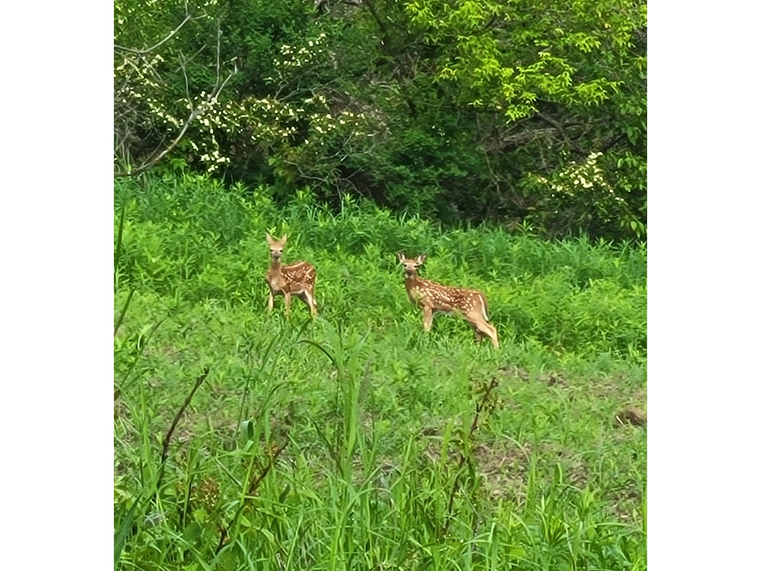 W16091 Dewey Northfield WI 54758 1952459 image41