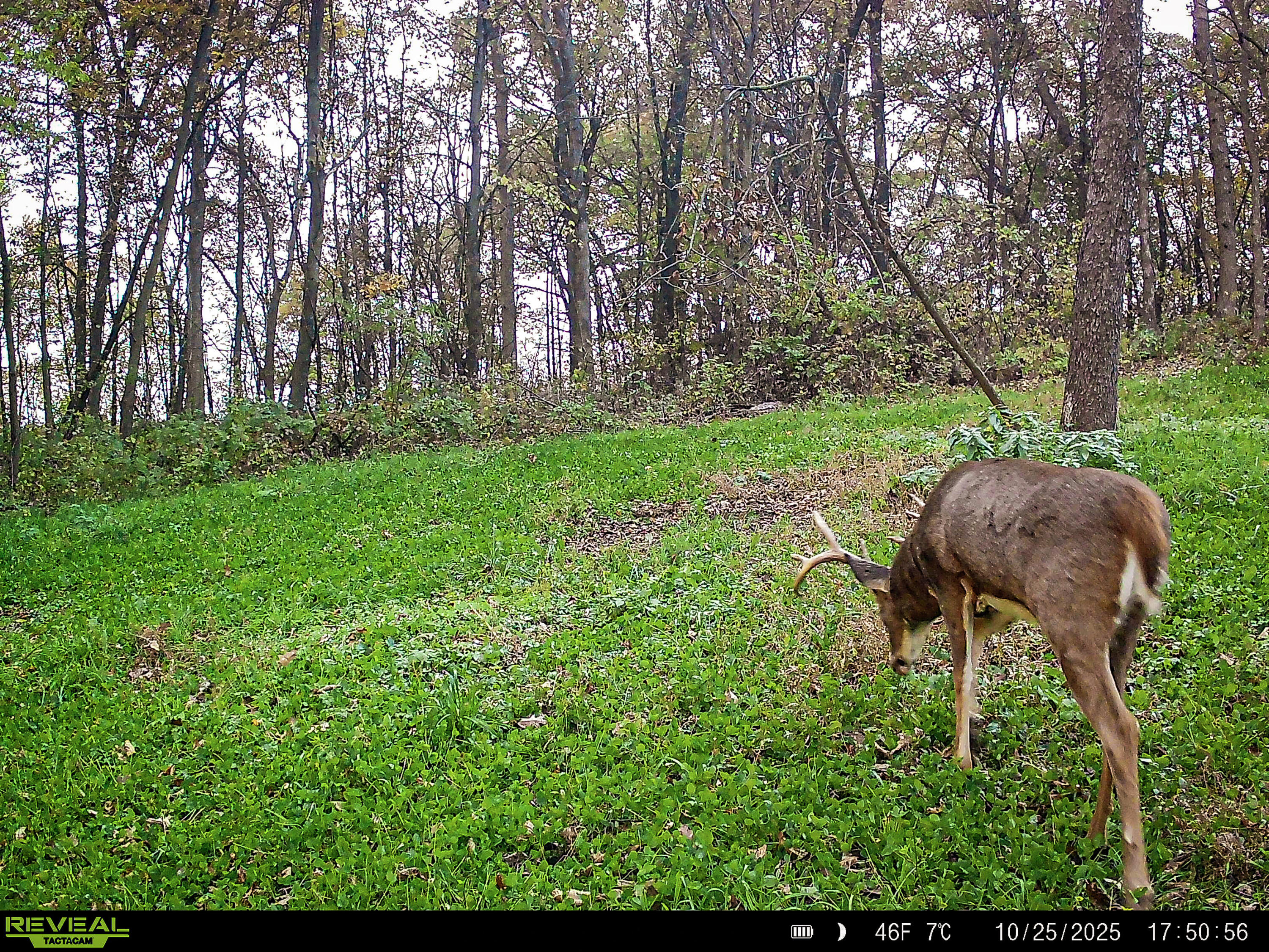 W27022 Whistlers Pass Dodge WI 54625 1947066 image24