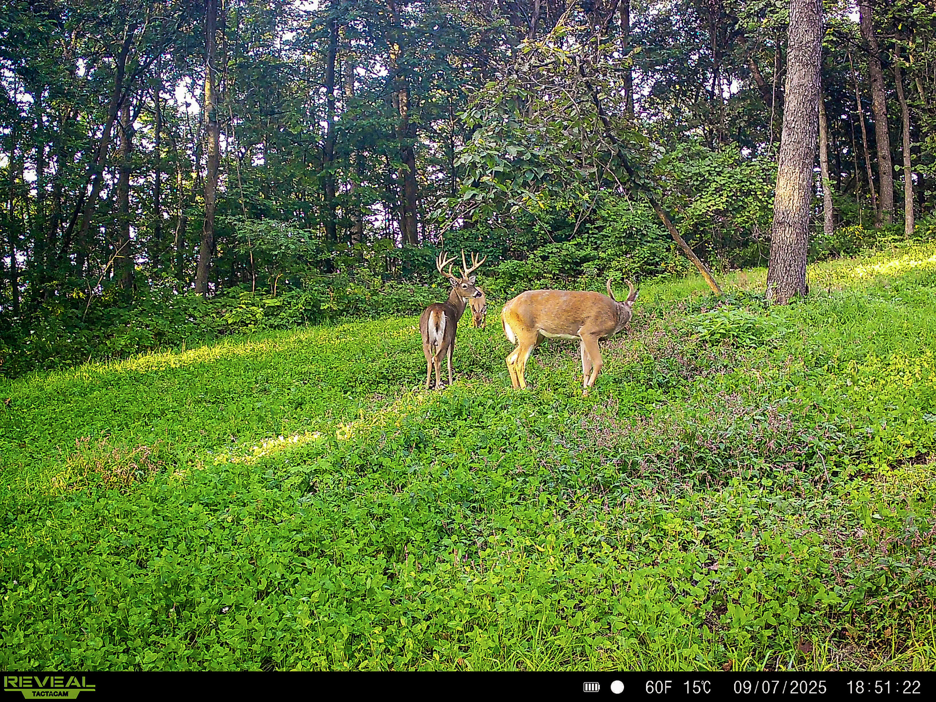 W27022 Whistlers Pass Dodge WI 54625 1947066 image27