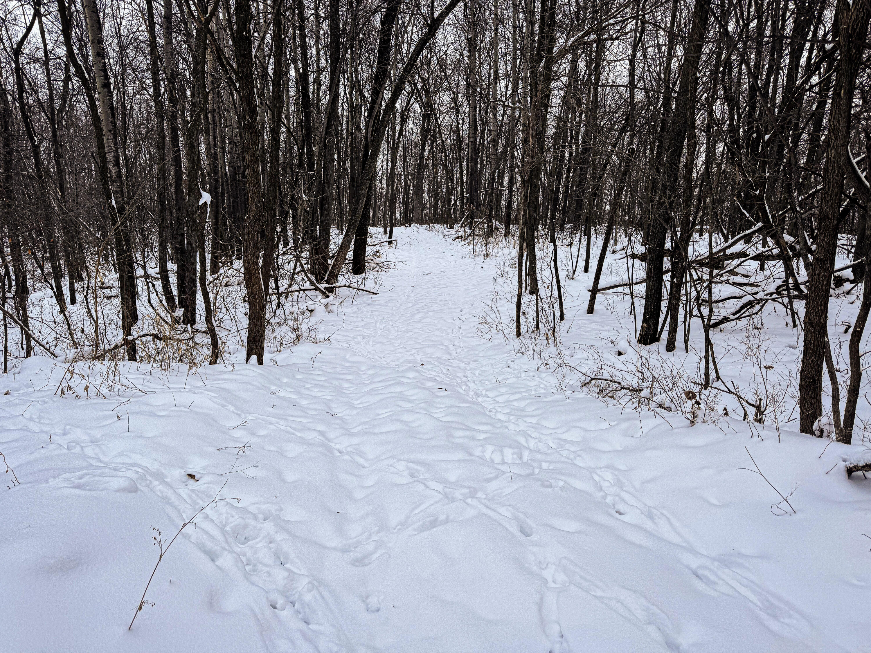 W27022 Whistlers Pass Dodge WI 54625 1947066 image66