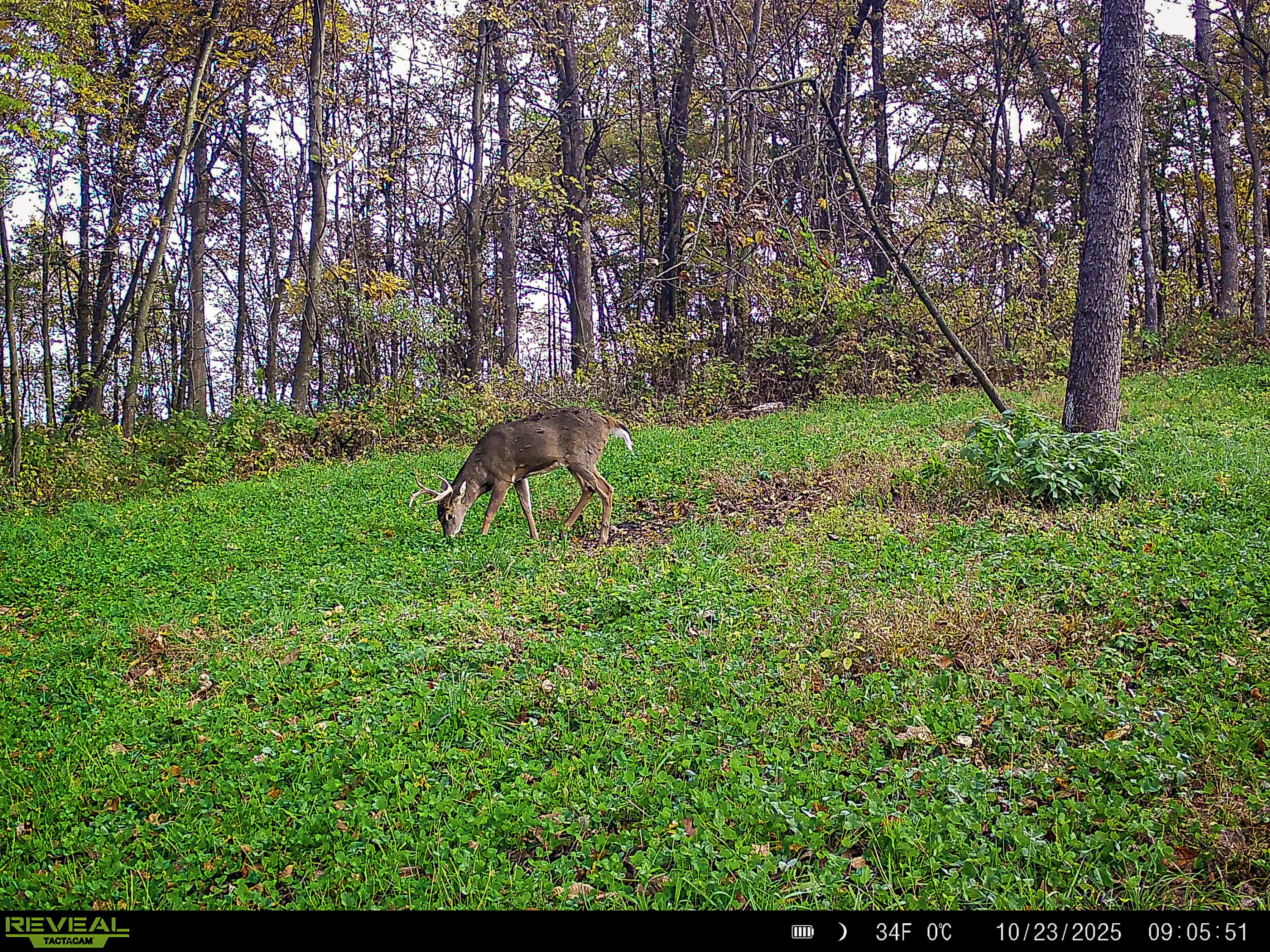 W27022 Whistlers Pass Dodge WI 54625 1947066 image83