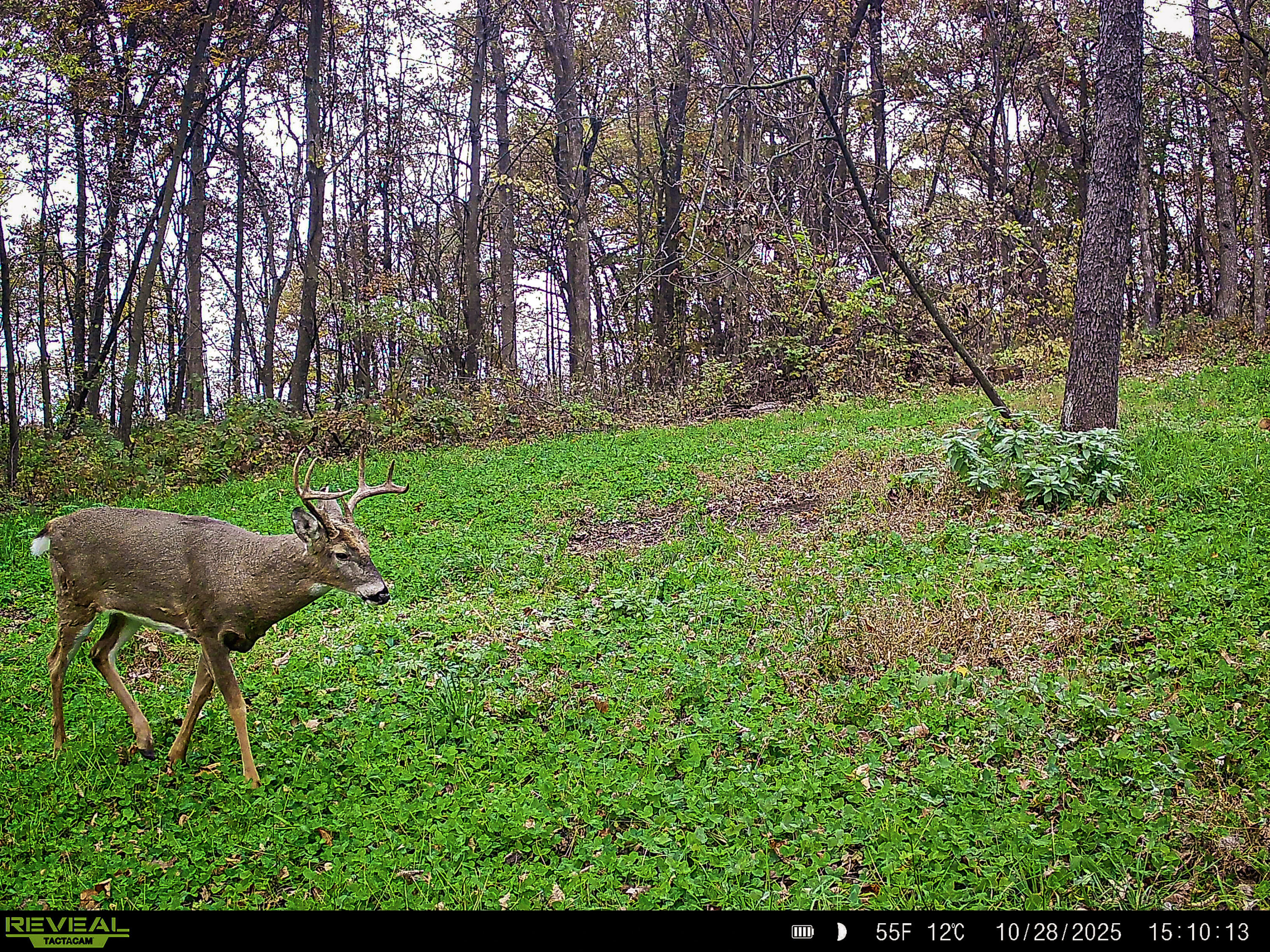 W27022 Whistlers Pass Dodge WI 54625 1947066 image85