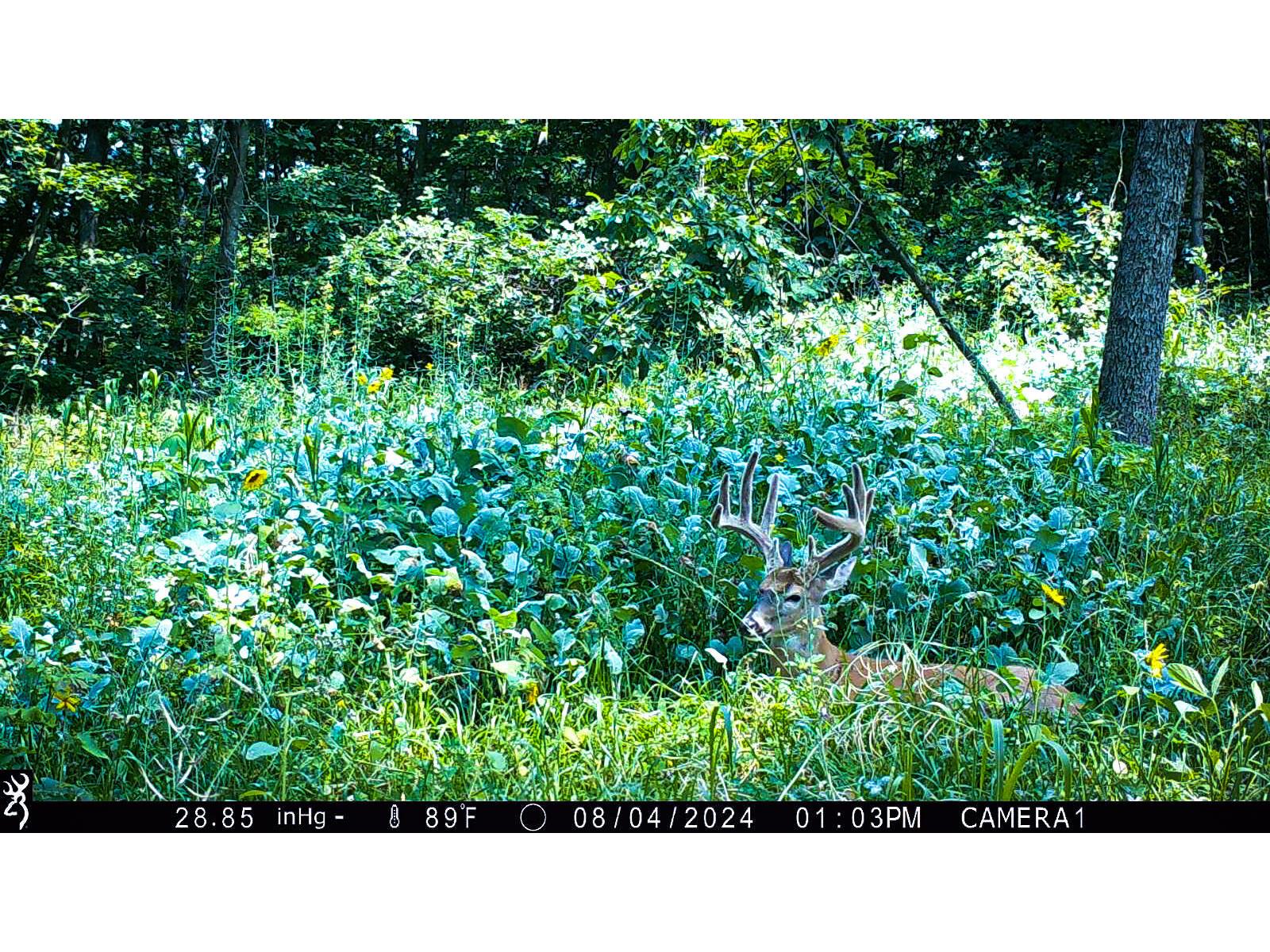 W27022 Whistlers Pass Dodge WI 54625 1947066 image98