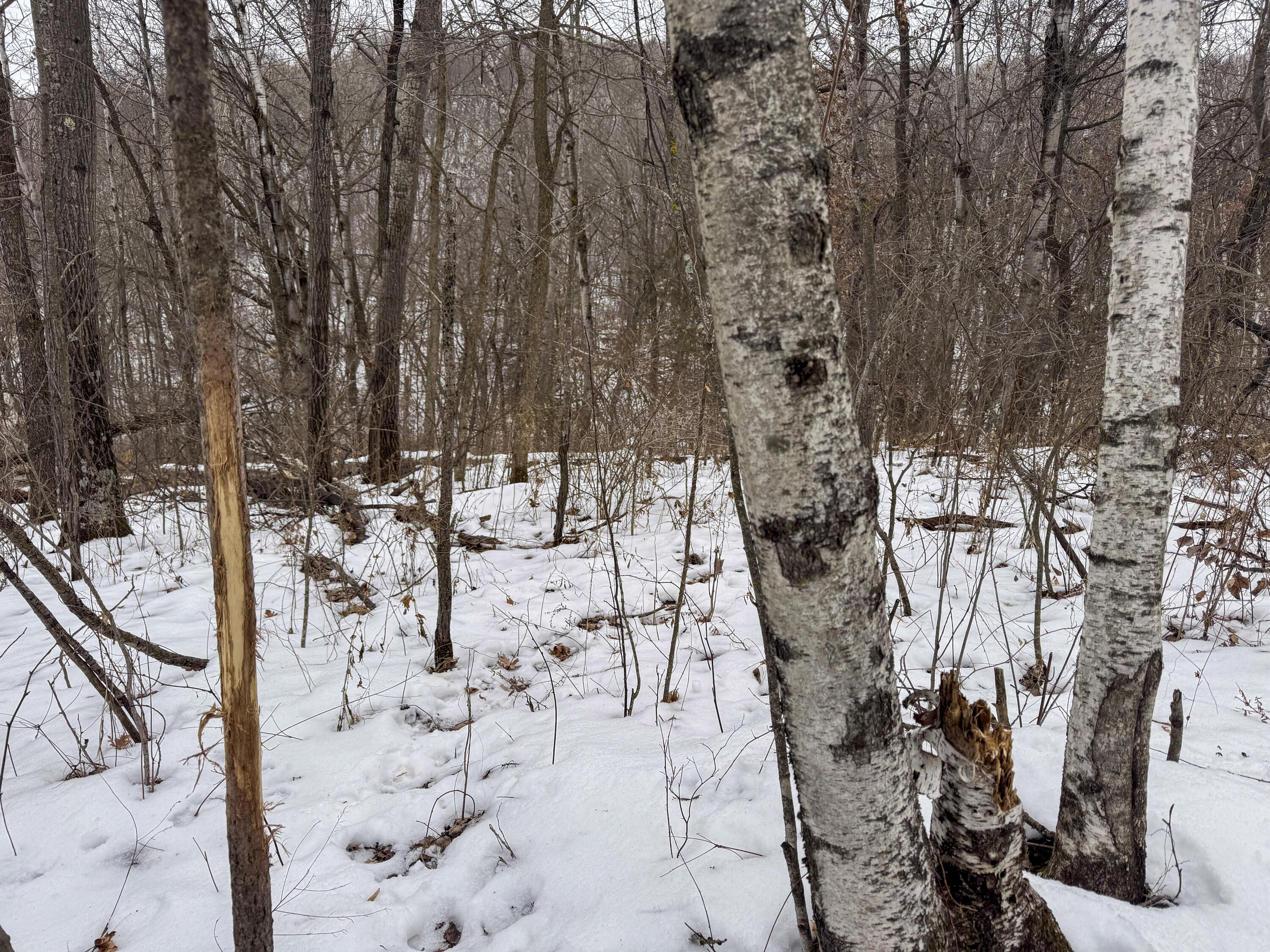 W3740 Evenson Farmington WI 54644 1946599 image34