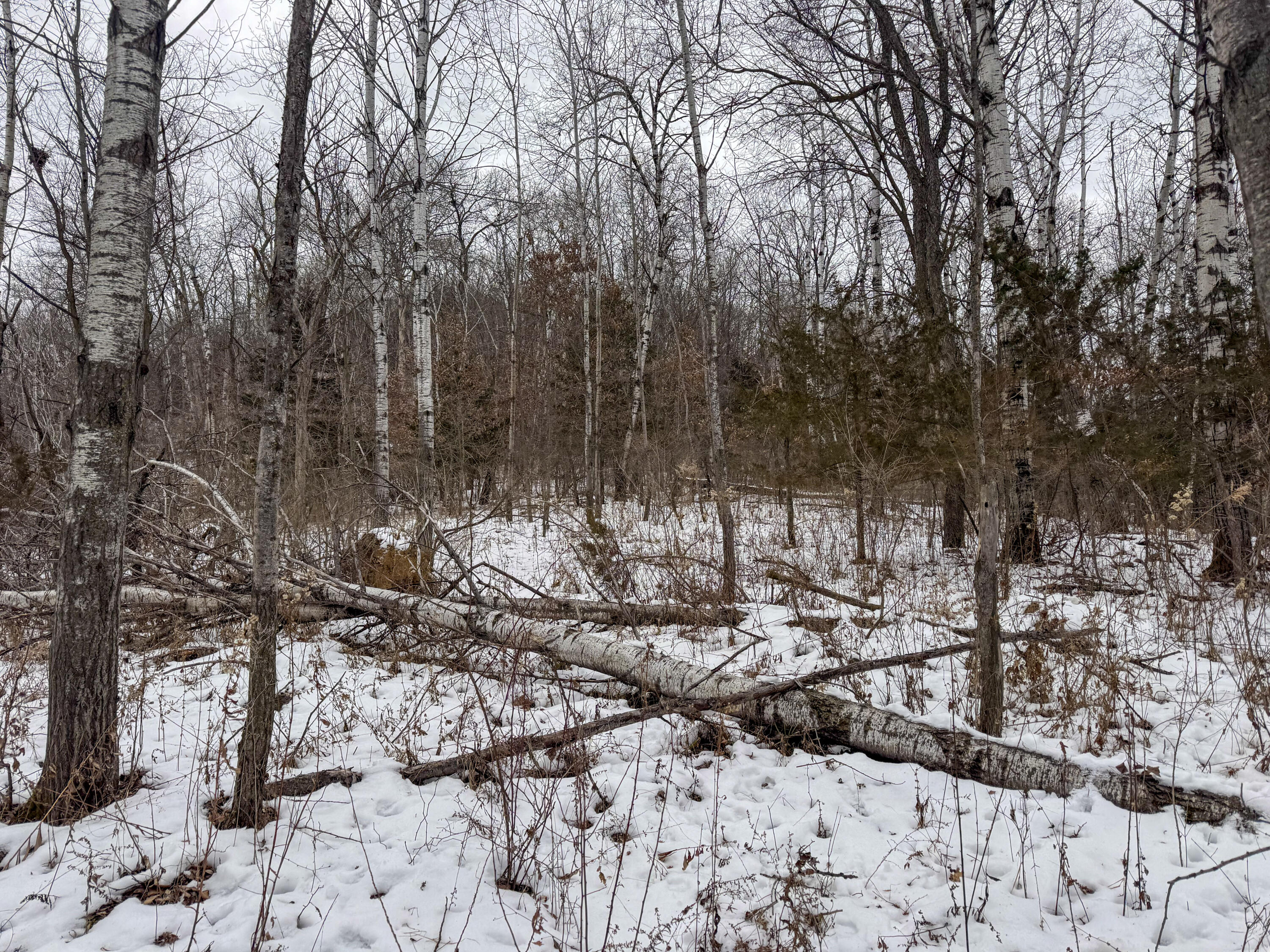 W3740 Evenson Farmington WI 54644 1946599 image36