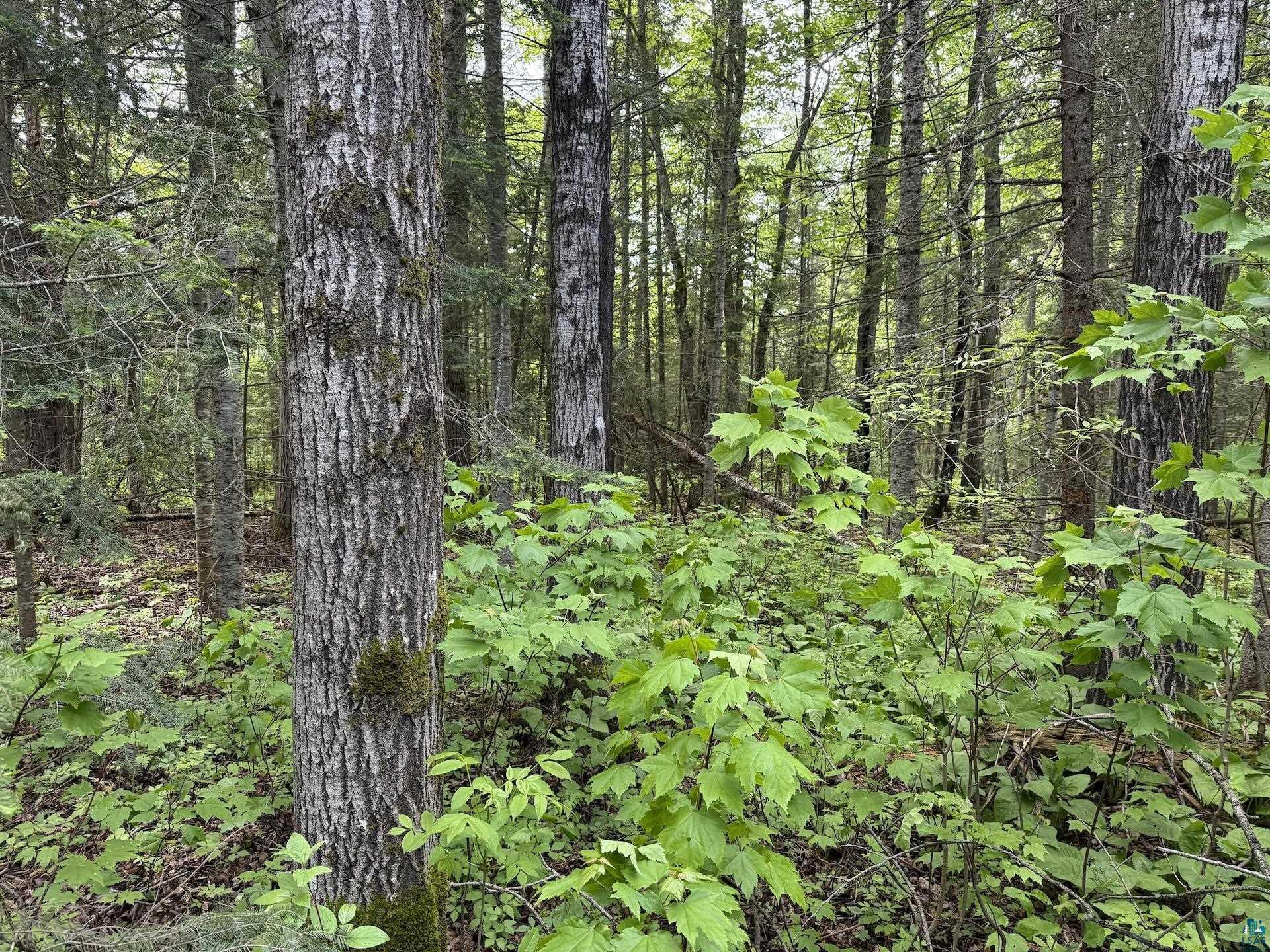 000 Jack Pine Rd Cornucopia WI 54827 6125986 image13