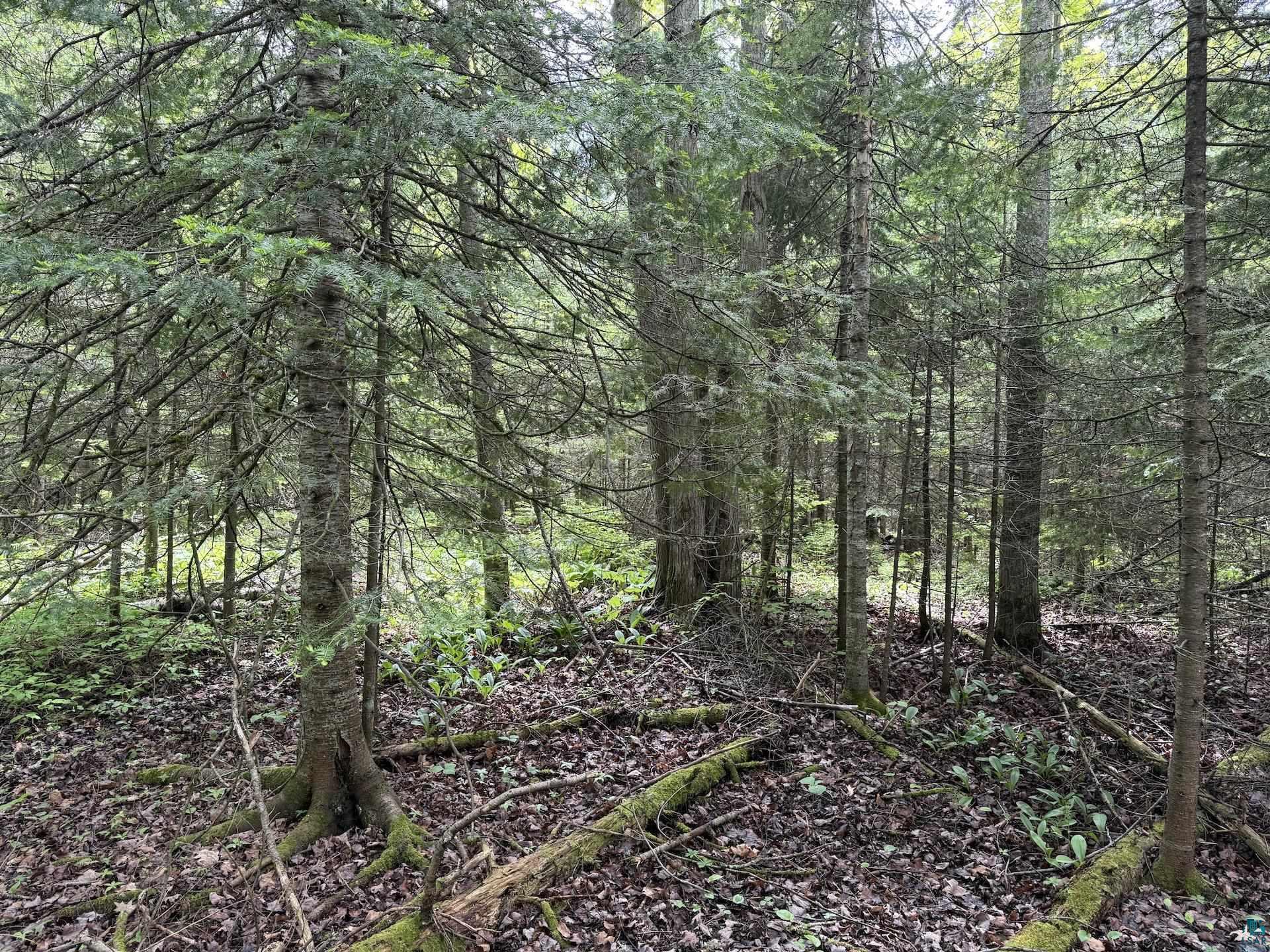000 Jack Pine Rd Cornucopia WI 54827 6125986 image5