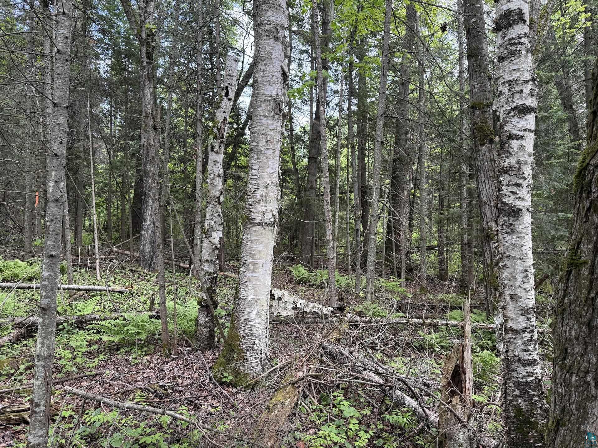 000 Jack Pine Rd Cornucopia WI 54827 6125986 image8
