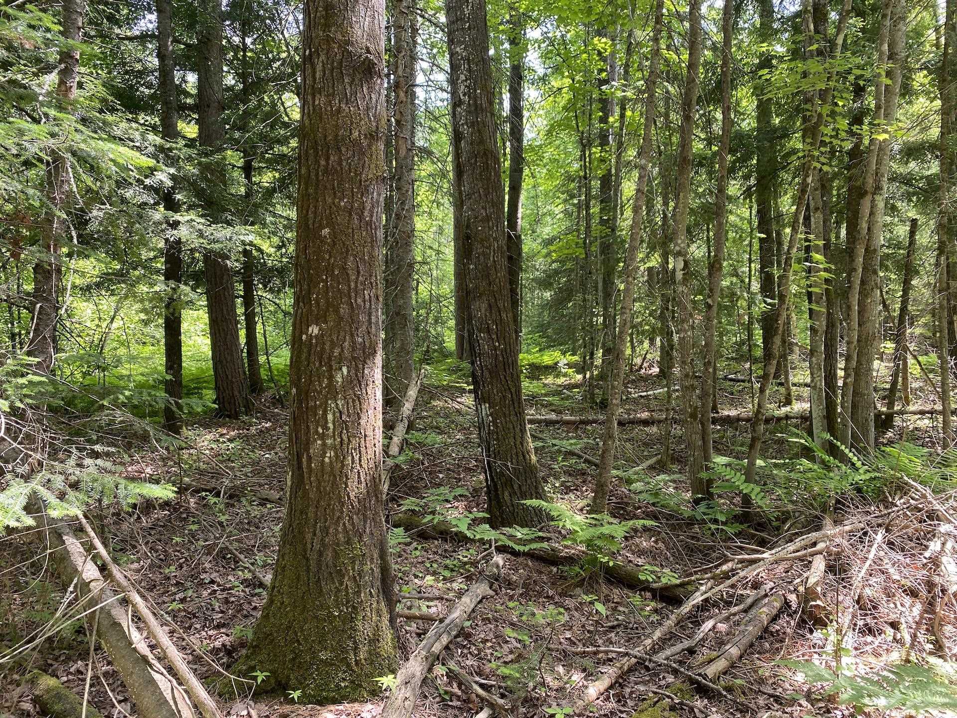 000 N Maple Hill Rd Washburn WI 54891 6120257 image1