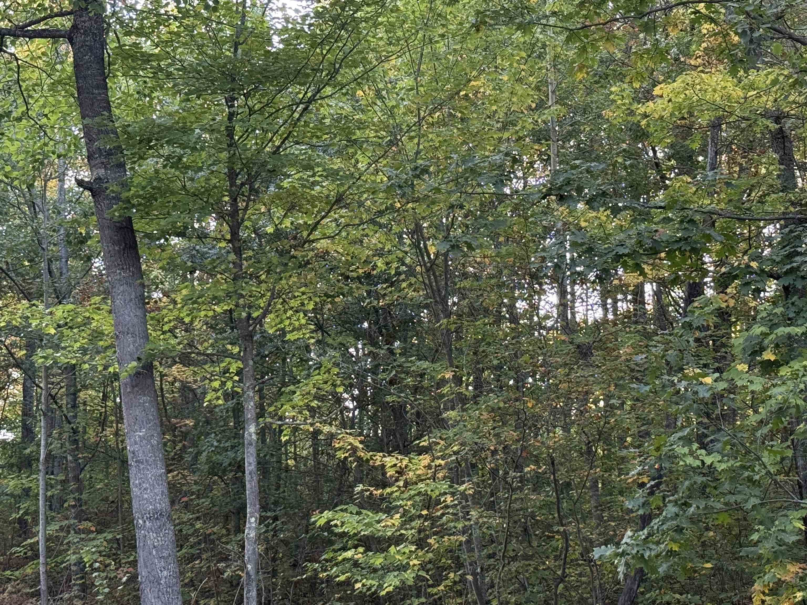 000 Old Hwy 2 Iron River WI 54847 6122057 image3