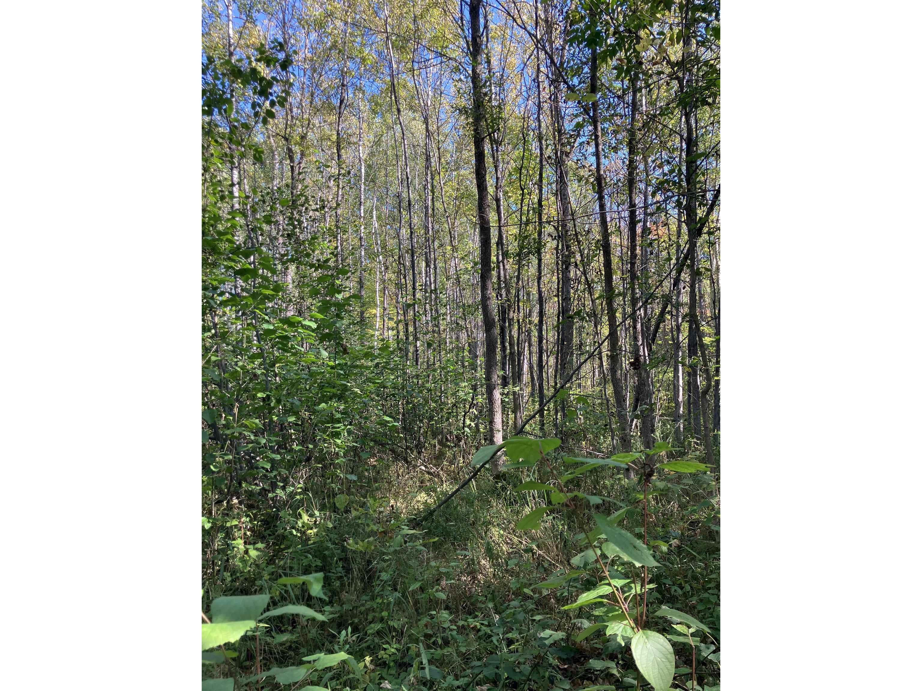 00002 Pine Flats Rd Saxon WI 54546 6122272 image2