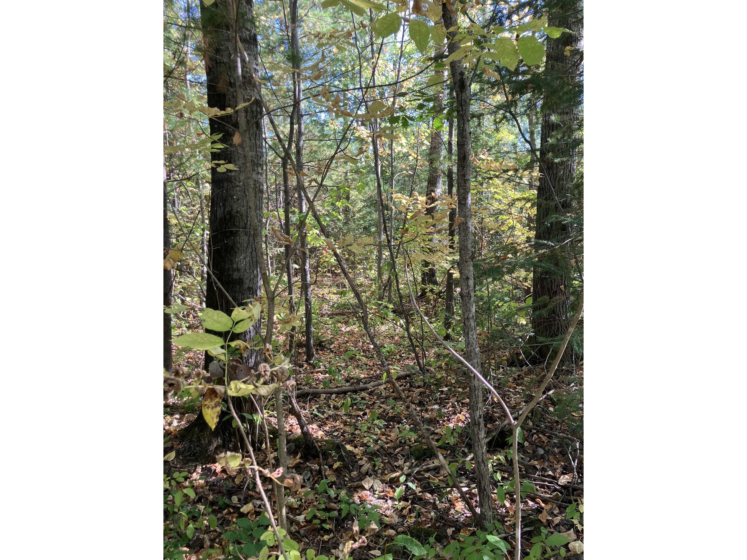 00002 Pine Flats Rd Saxon WI 54546 6122272 image3