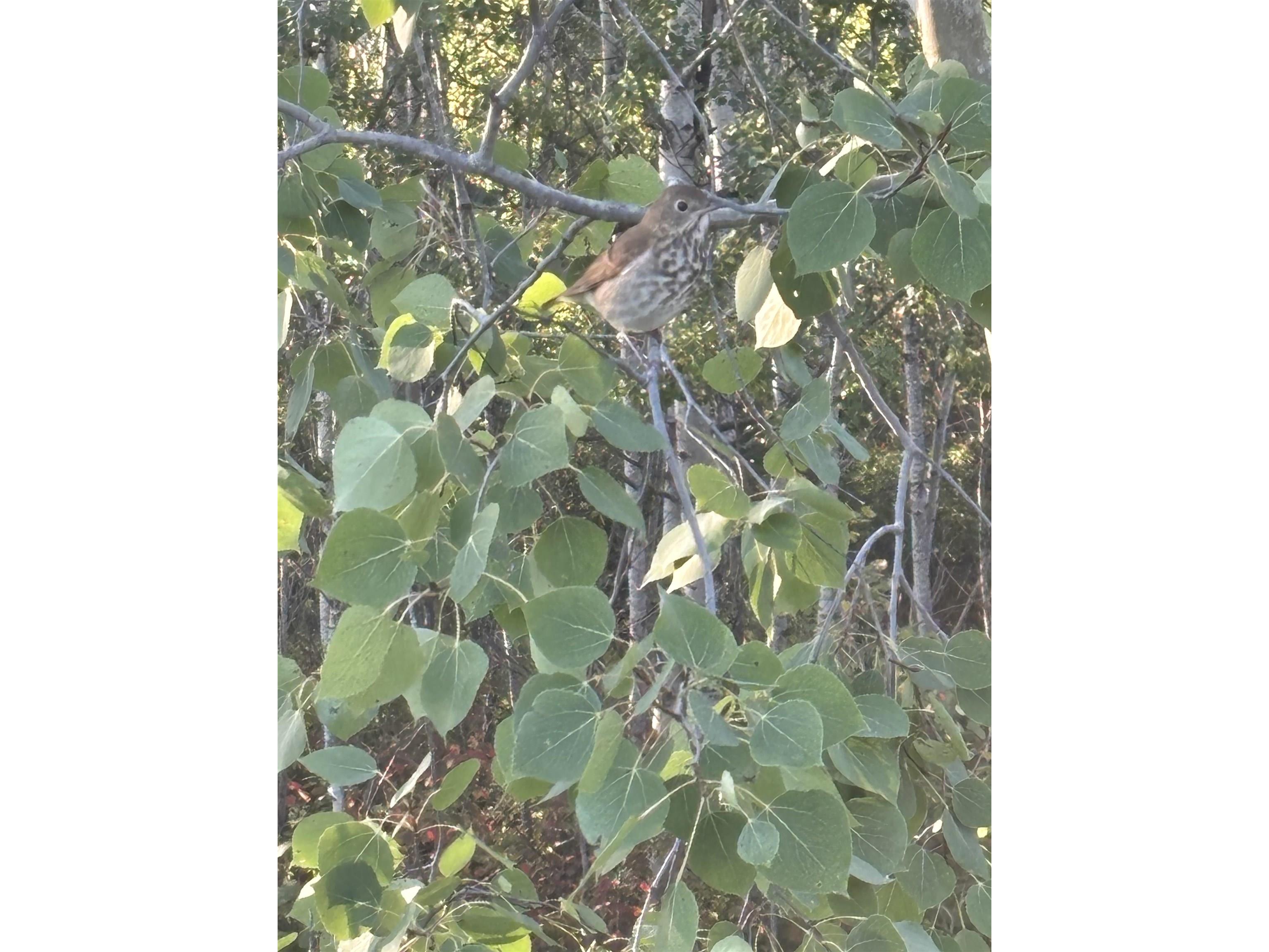 00003 Pine Flats Rd Saxon WI 54546 6122279 image4