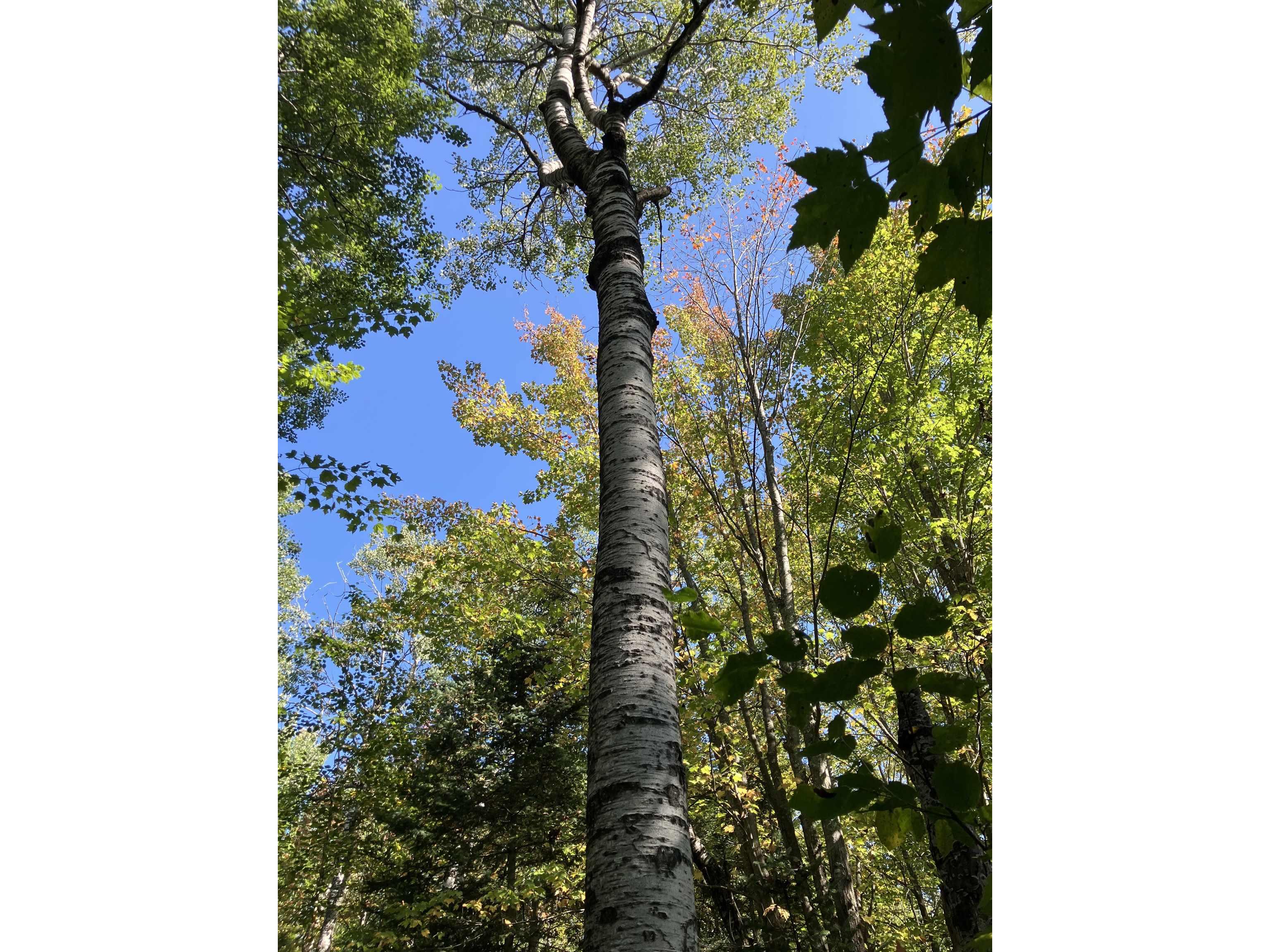 00004 Government Rd Saxon WI 54546 6122280 image3