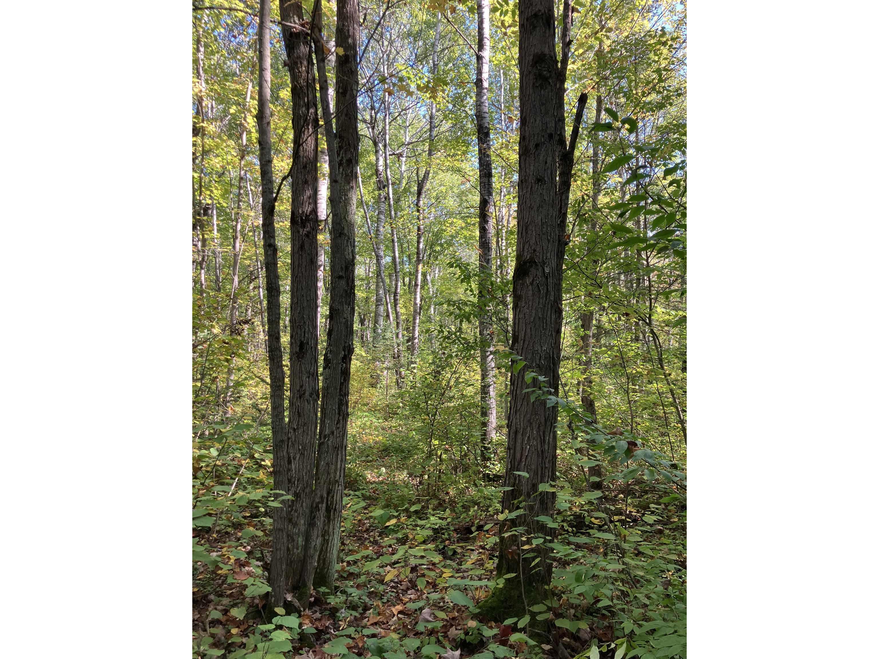 00004 Government Rd Saxon WI 54546 6122280 image5